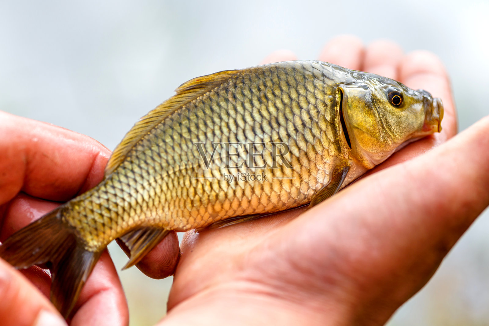湖边的鲤鱼垂钓时光。幸运的渔夫手握一条巨大的普通鲤鱼。钓鱼者与大鲤鱼奖杯。钓鱼冒险。鱼类奖杯。照片摄影图片
