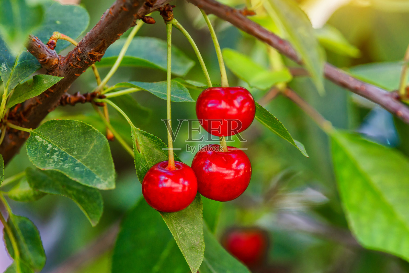 成熟的樱桃挂在樱桃树枝上，背景为绿色。花园中树上挂着成熟的红樱桃。樱桃上有水滴。照片摄影图片