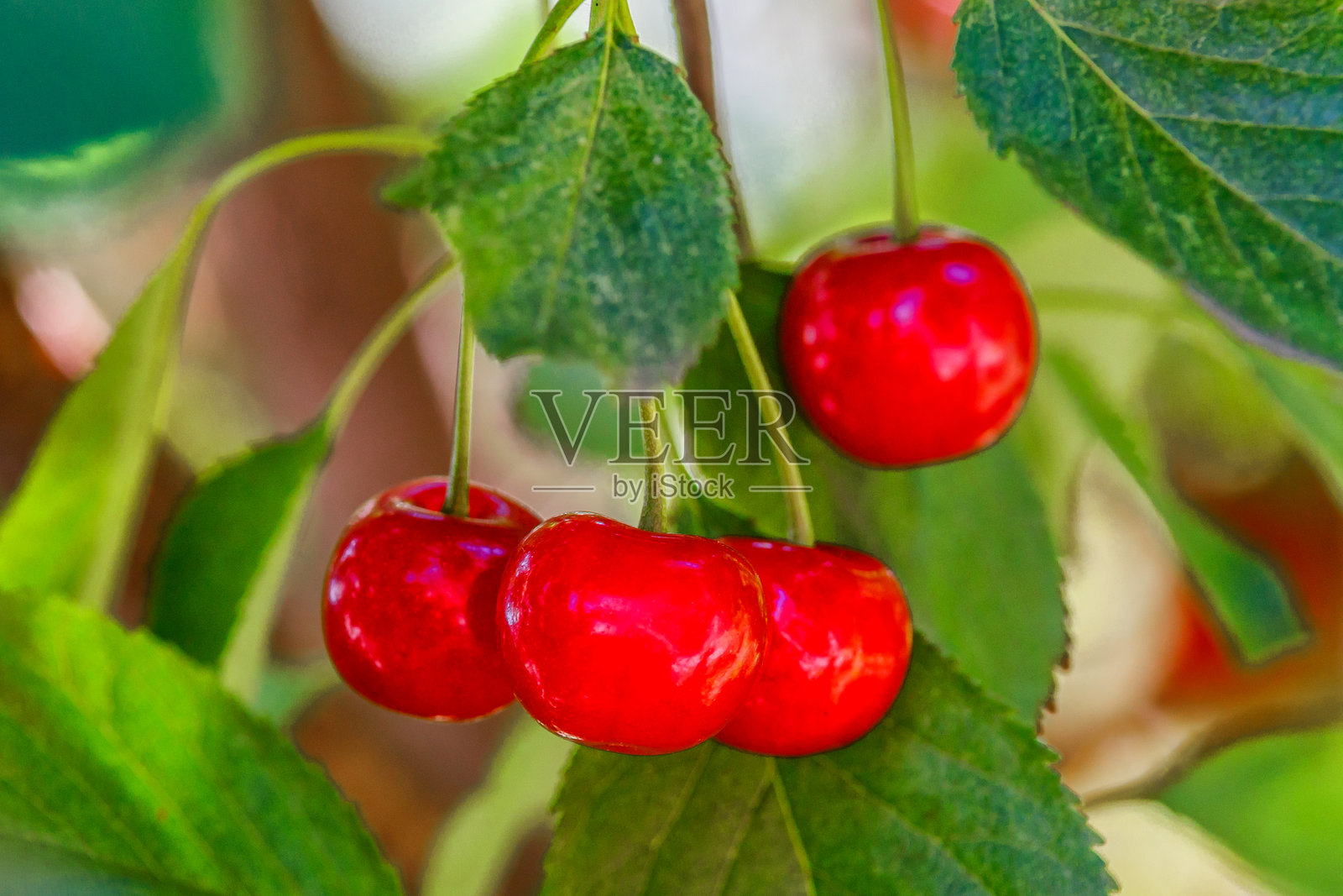 成熟的樱桃挂在樱桃树枝上，背景为绿色。花园中树上挂着成熟的红樱桃。樱桃上有水滴。照片摄影图片