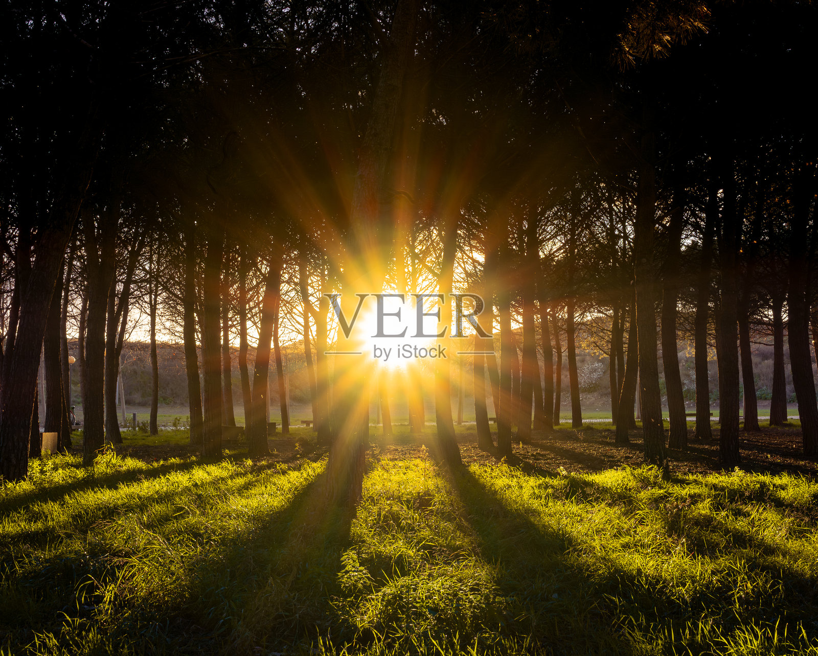 森林中日落时的太阳星与明亮的地面草坪照片摄影图片