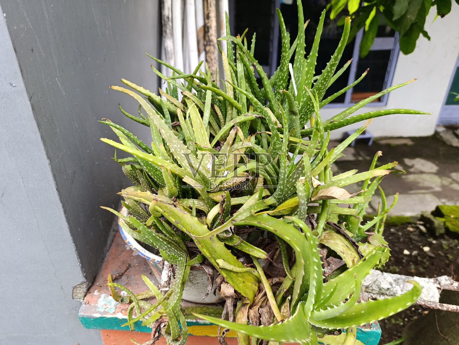 虎牙芦荟在花盆中生长照片摄影图片