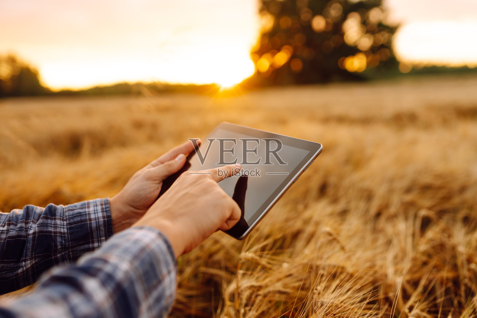 年轻农民的手握着数字平板电脑，特写于麦田中。照片摄影图片