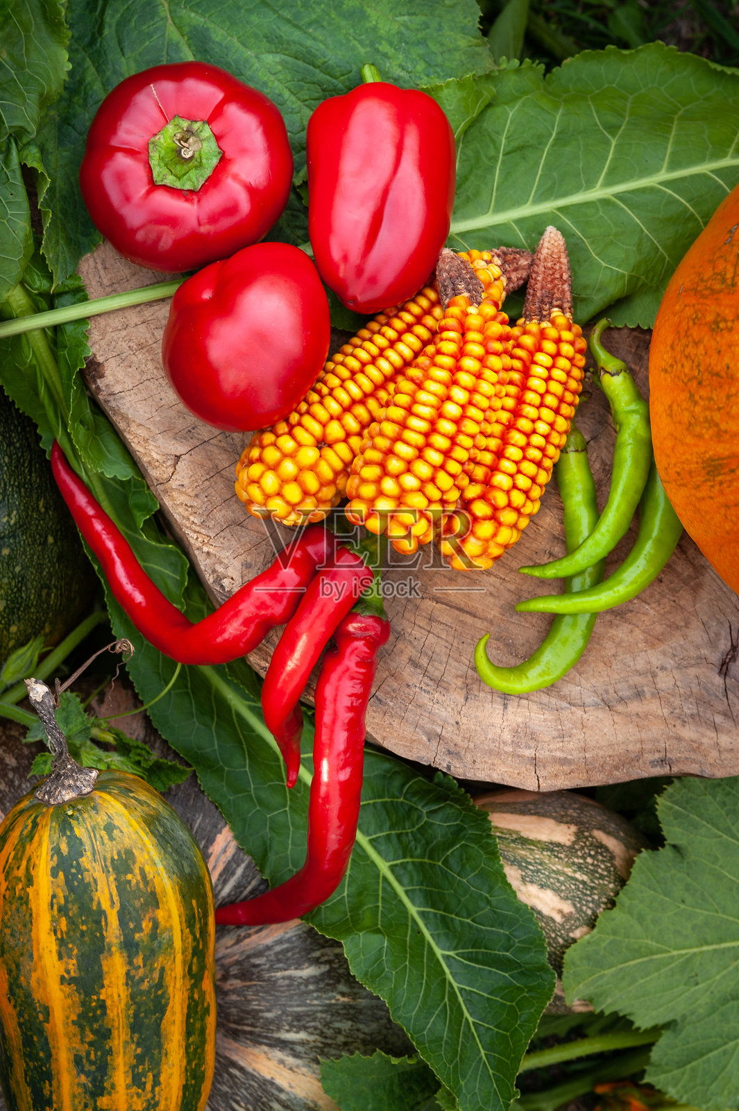南瓜、玉米、红椒和绿椒在木头和树叶的背景上。秋季乡村静物，感恩节。照片摄影图片