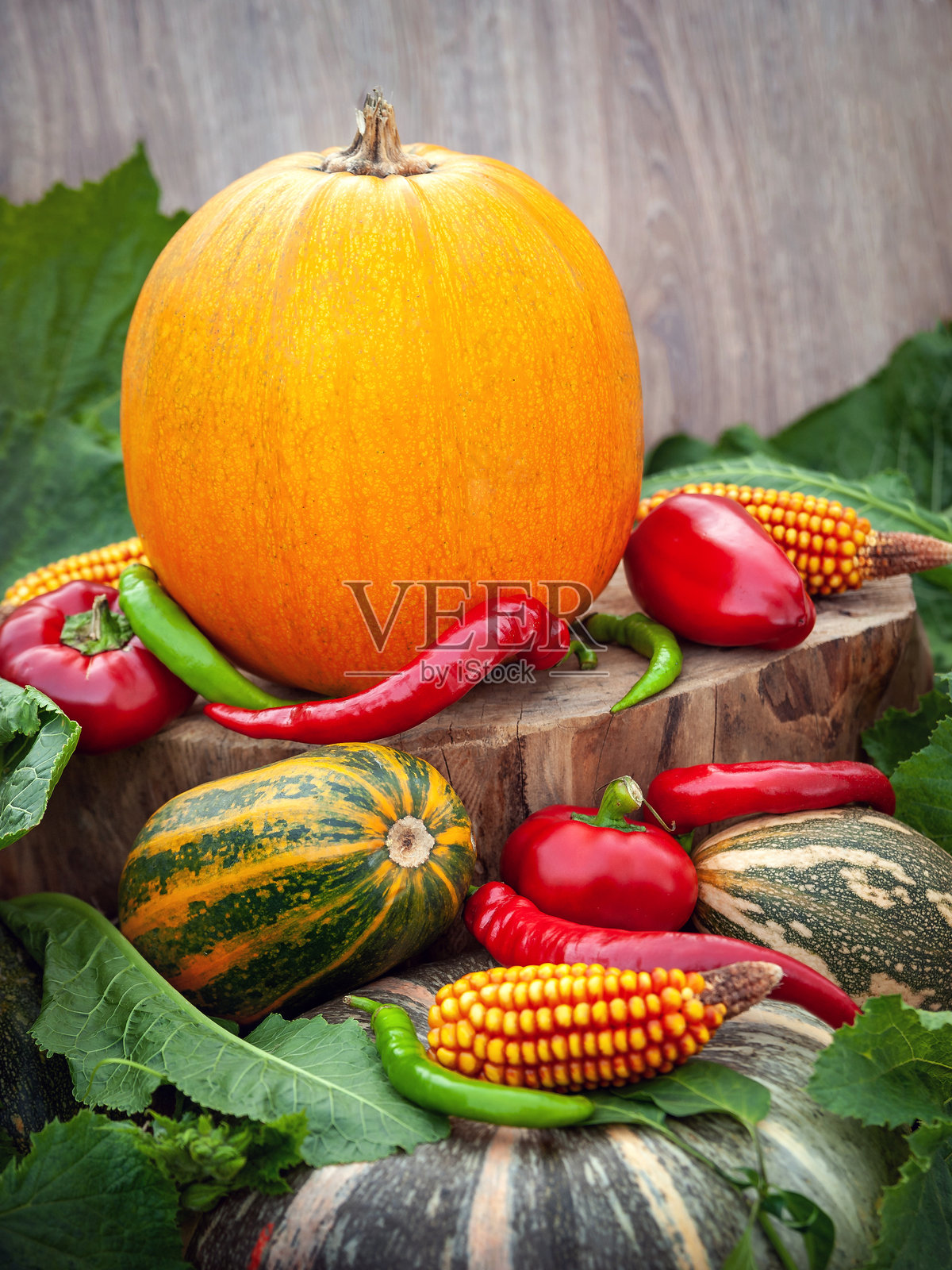感恩节风格的秋季乡村静物，包含南瓜、玉米以及红绿椒，摆放在木头上。照片摄影图片