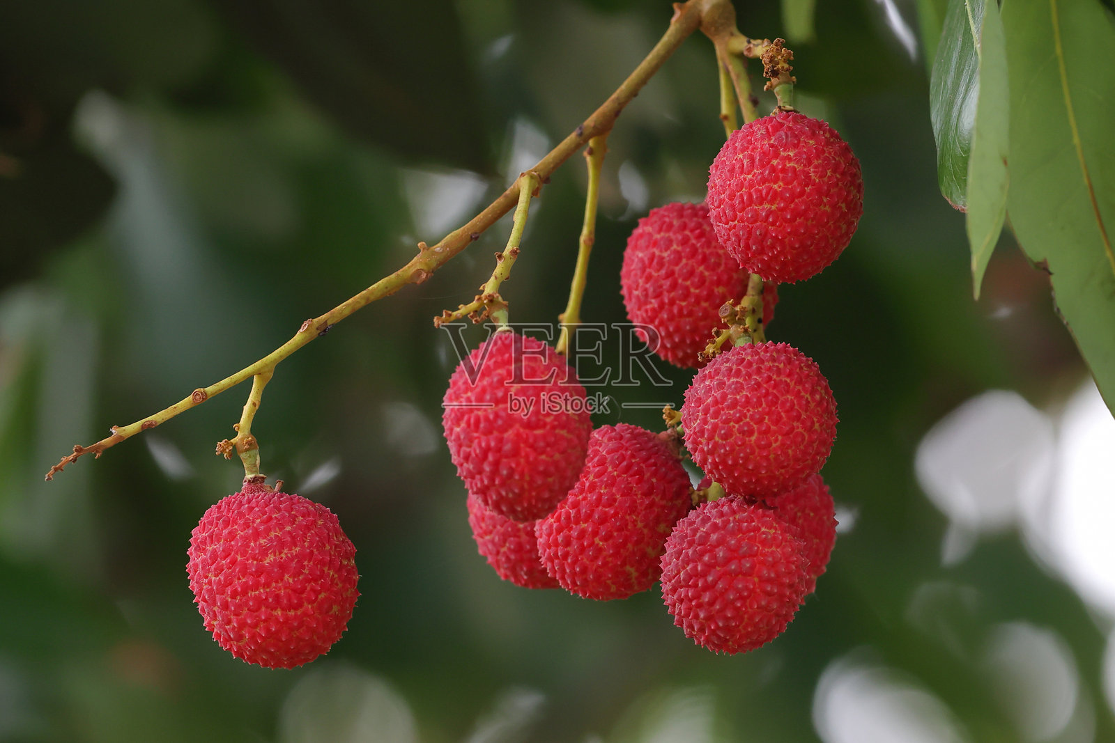 荔枝照片摄影图片