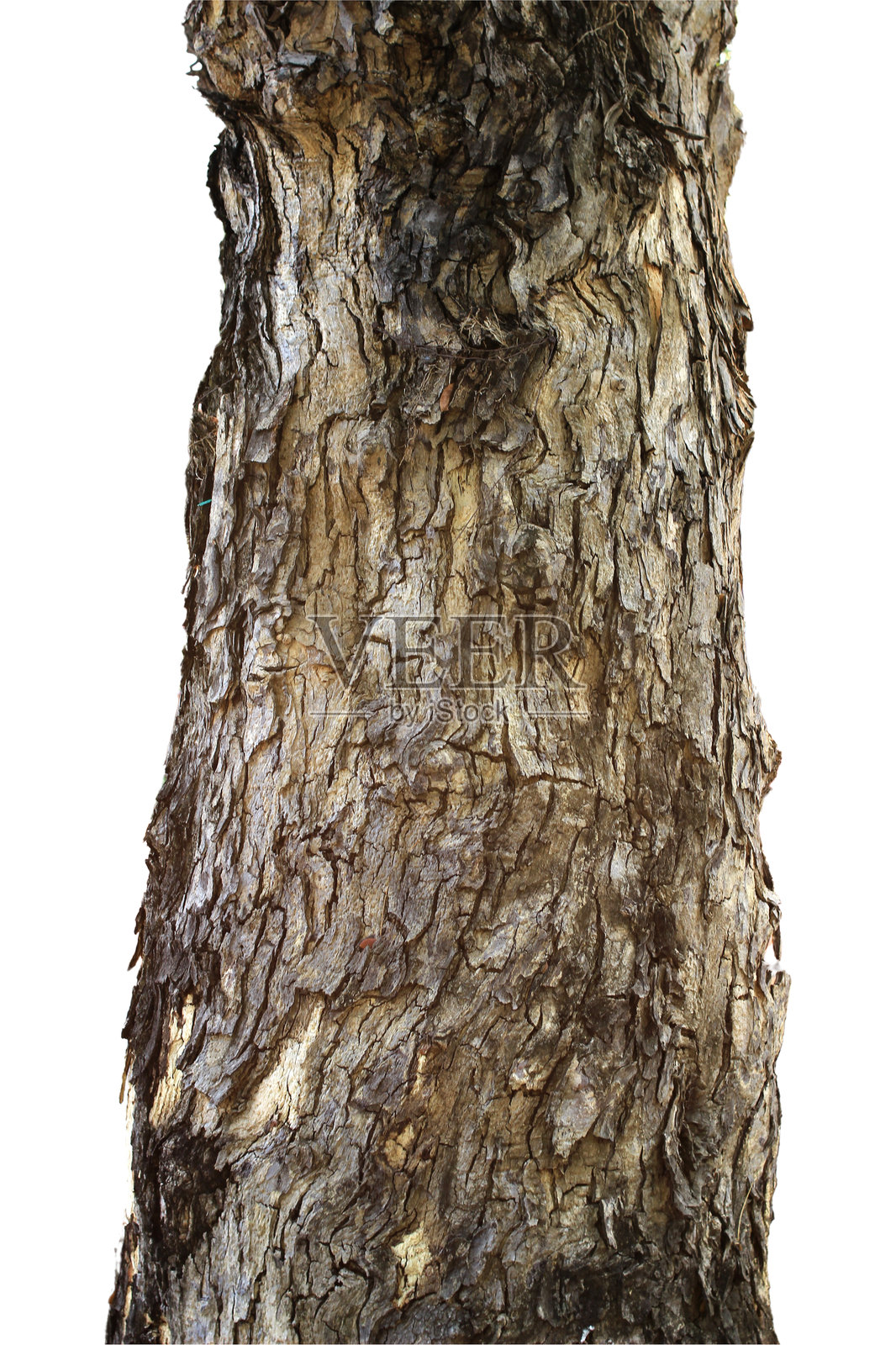 孤立在白色背景上的大树干，带有抠图路径。照片摄影图片