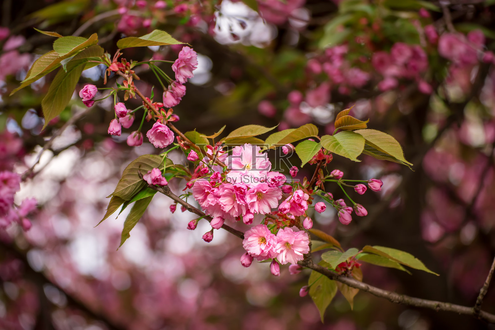 樱花盛开，春季复活节背景照片摄影图片