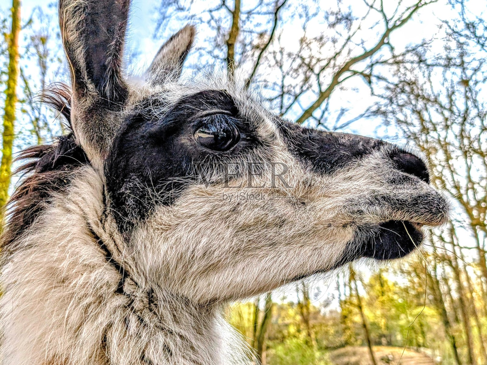 肖像照片摄影图片