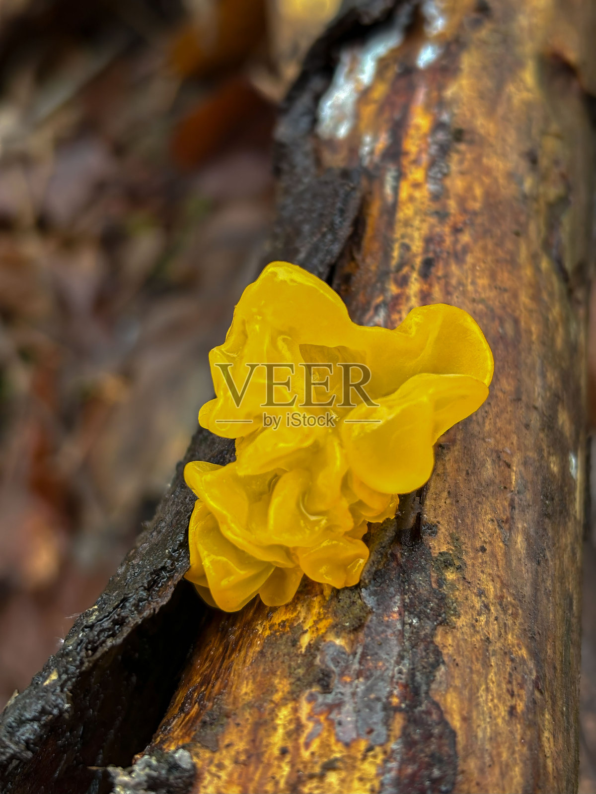 这种蘑菇具有果冻般的质地和波浪状的花瓣形状。它的表面闪闪发光，仿佛覆盖着水滴，呈现出胶状的半透明外观。照片摄影图片