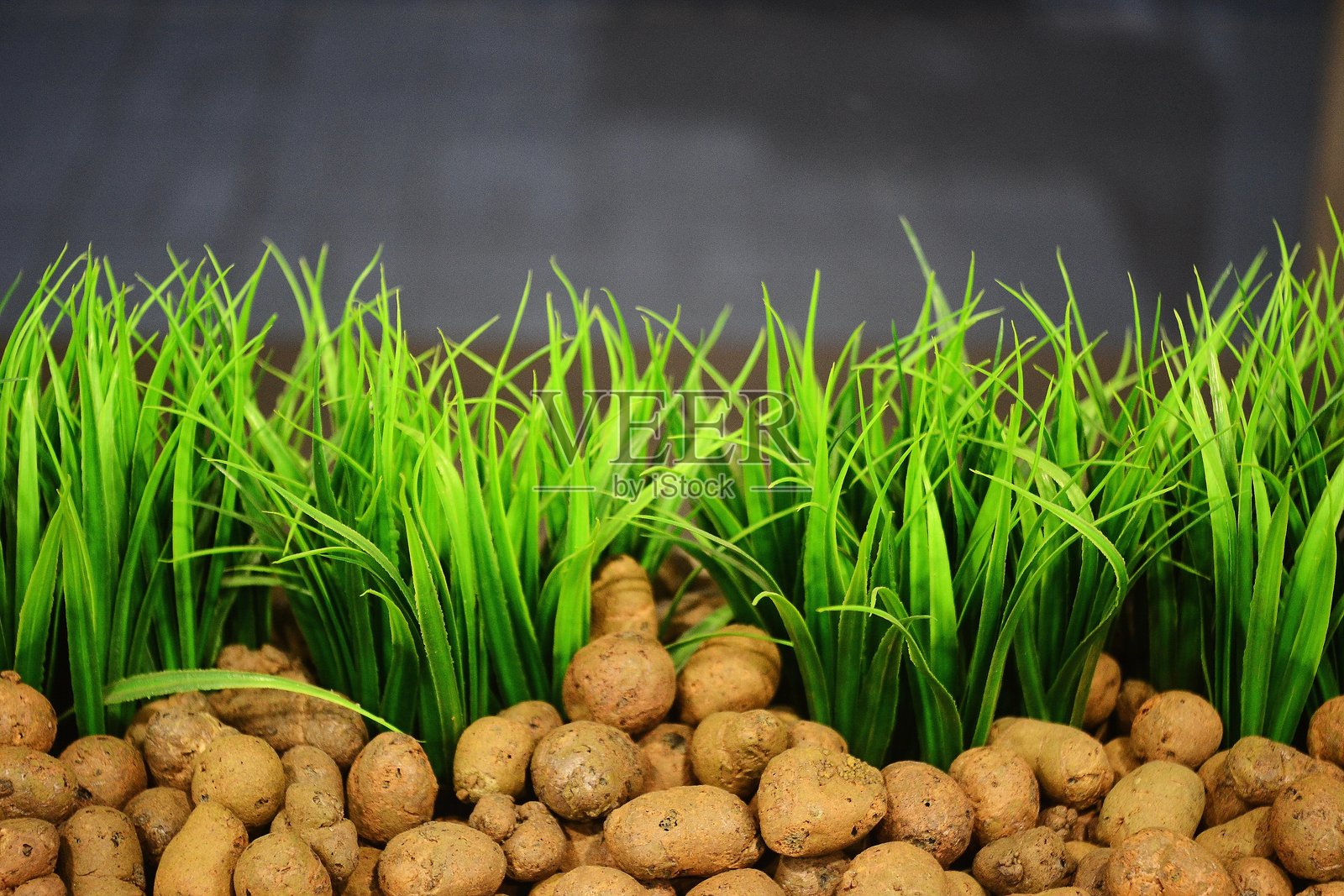 郁郁葱葱的绿草照片摄影图片