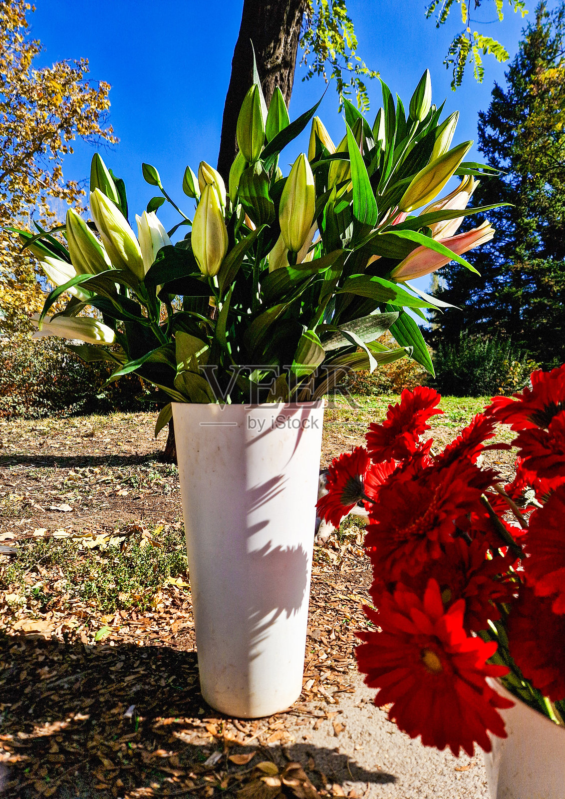 花卉和花束照片摄影图片