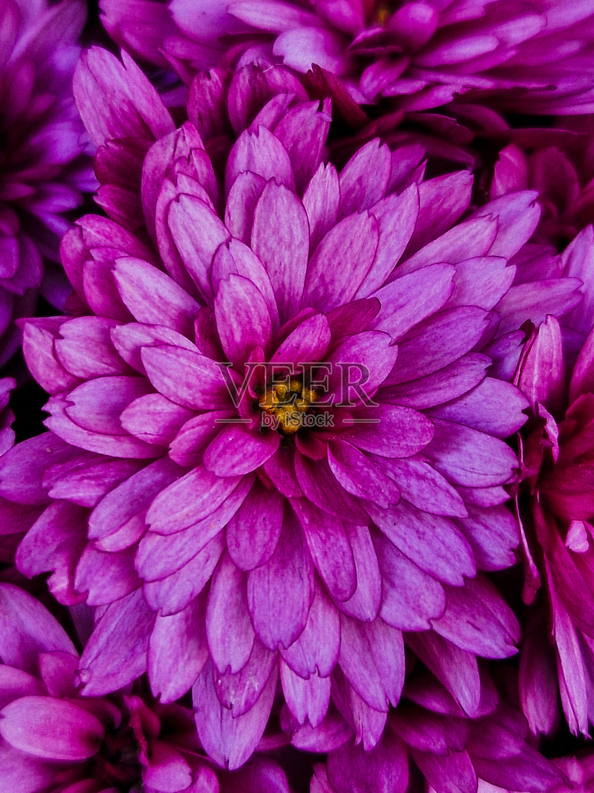 美丽的花瓣照片摄影图片