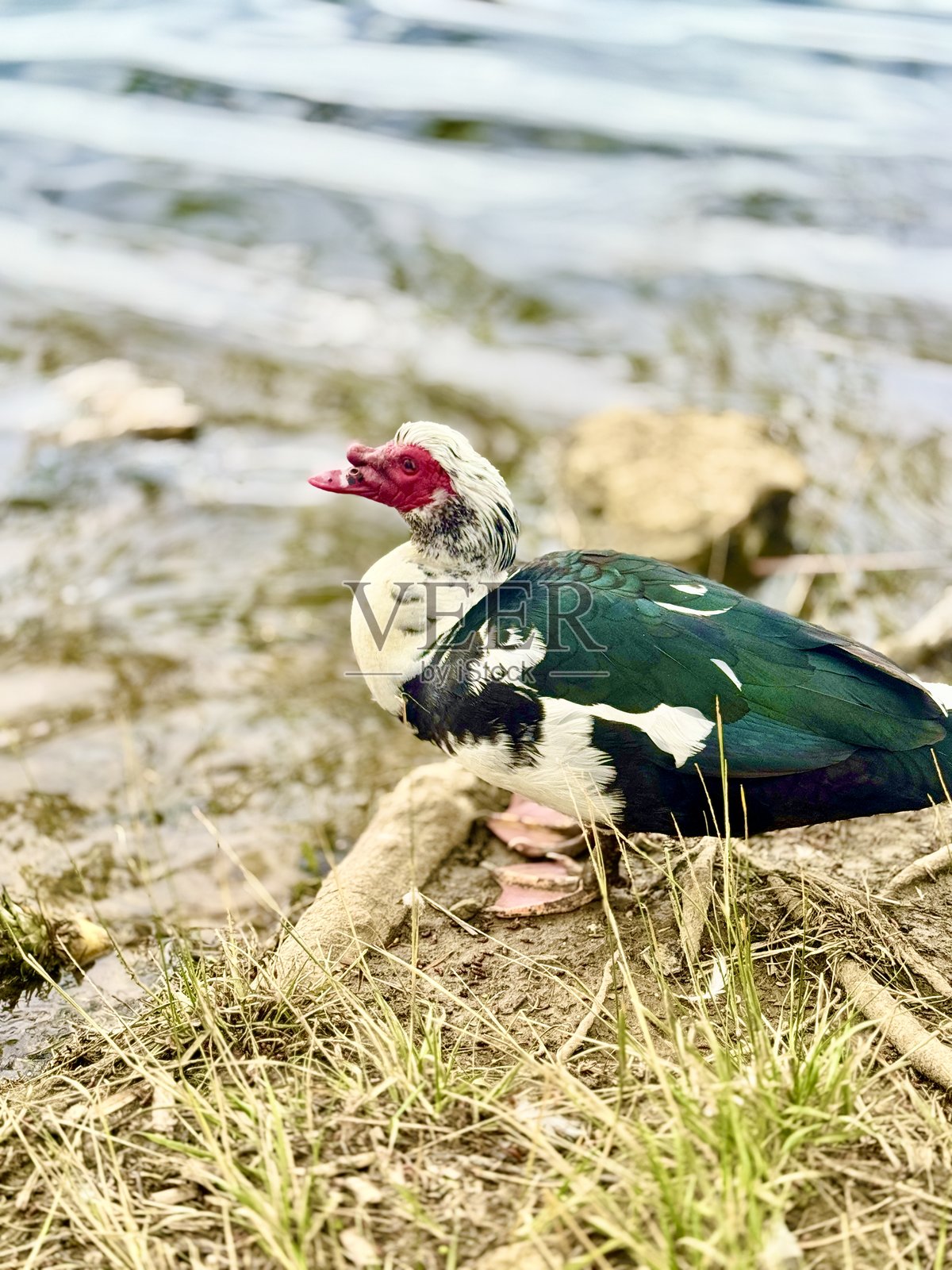 湖面上漂浮的水鸟照片摄影图片