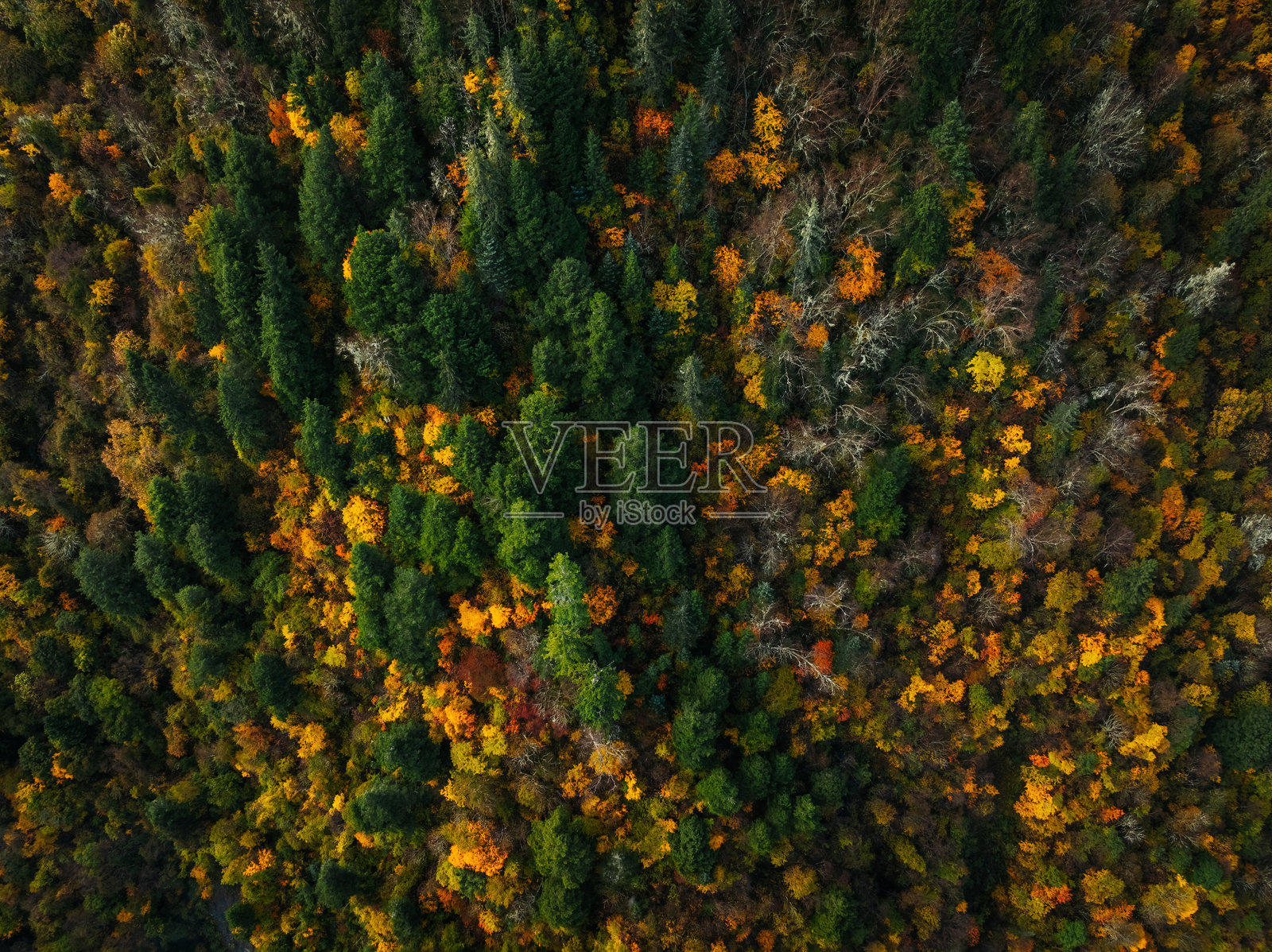 美丽的秋季森林景观鸟瞰图照片摄影图片