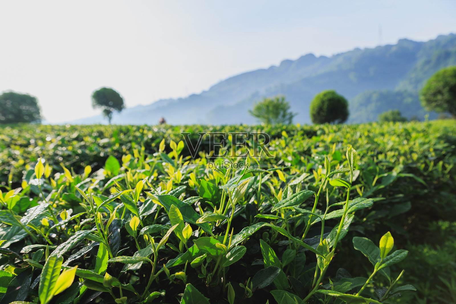 春天山中的绿茶树照片摄影图片