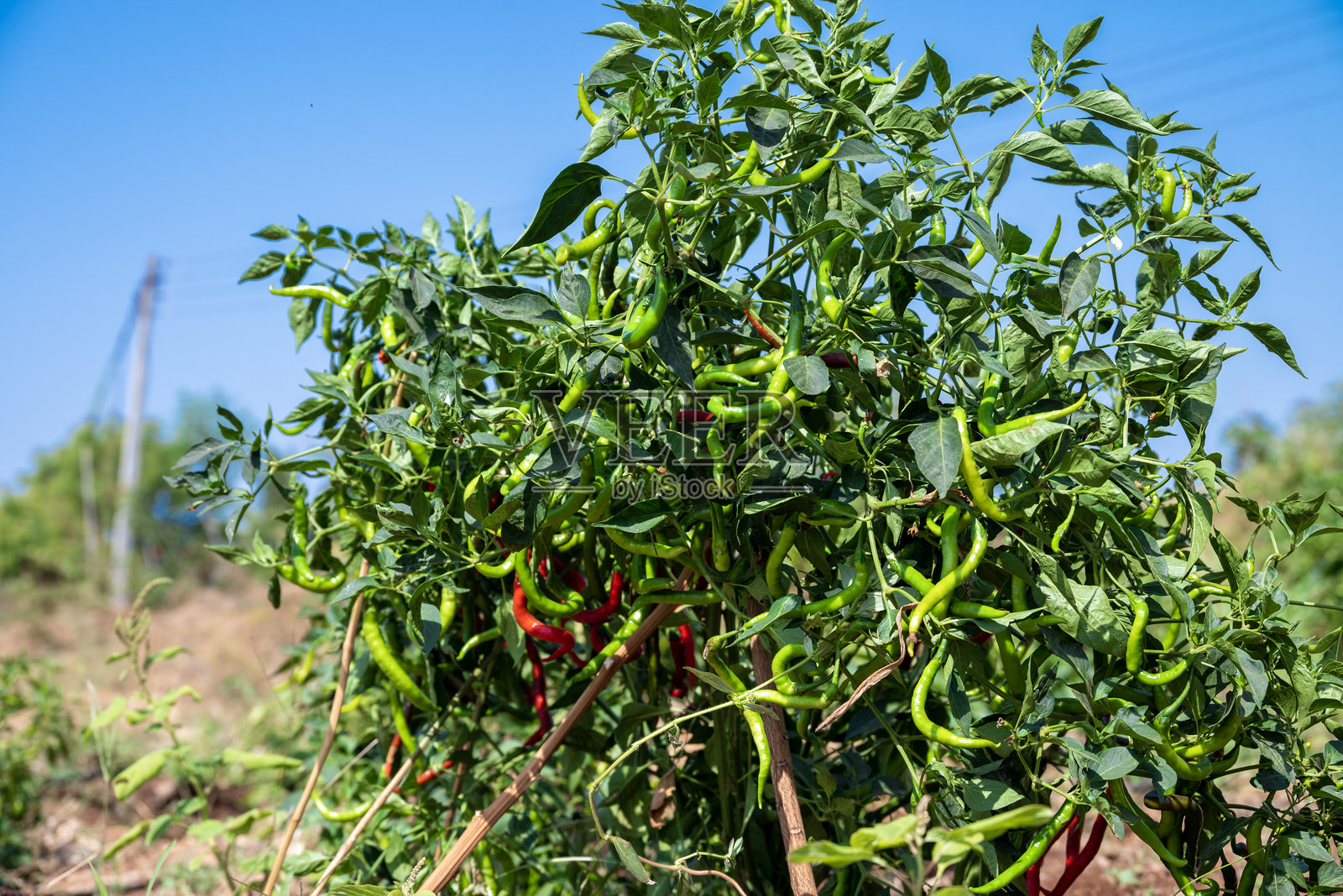 田野中的绿色辣椒植物，农业园艺。辣椒已准备好种植。照片摄影图片