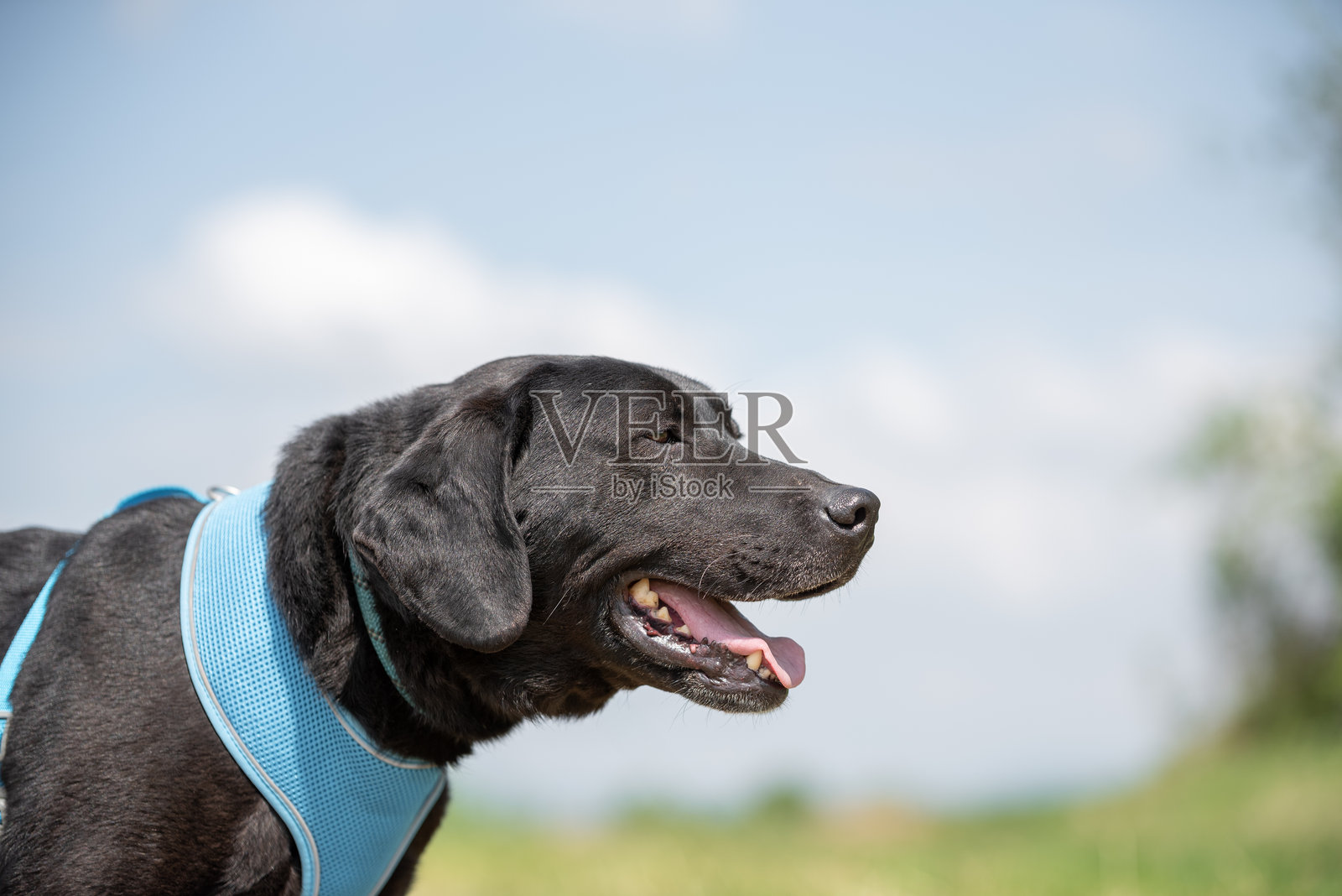 被救助的黑色狗狗照片摄影图片