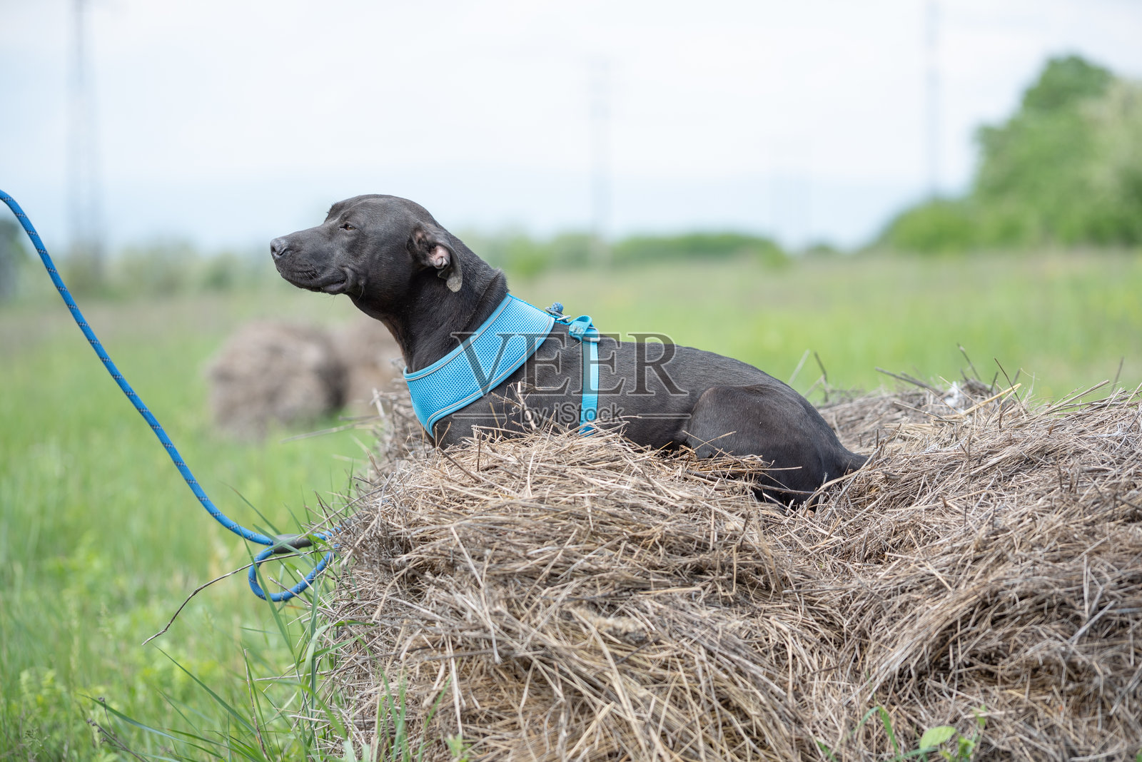被救助的斗牛犬的服从训练照片摄影图片