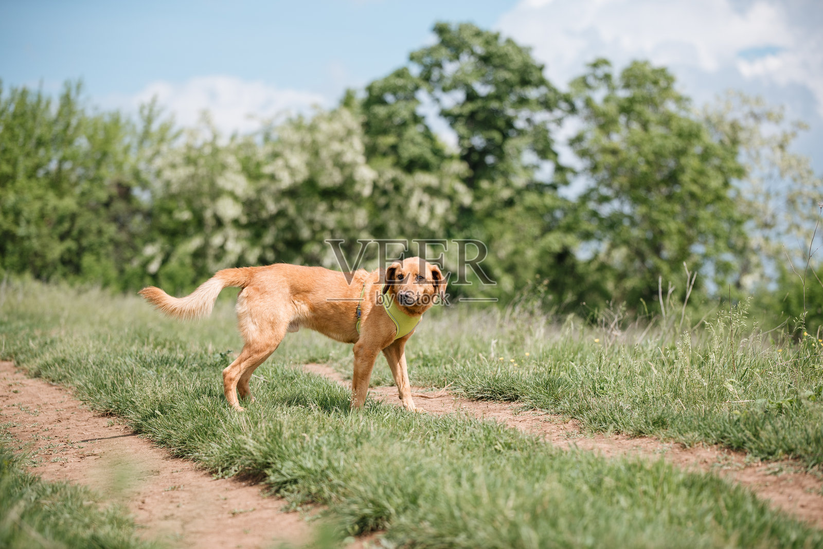 一只自由行走的黄色救助犬照片摄影图片