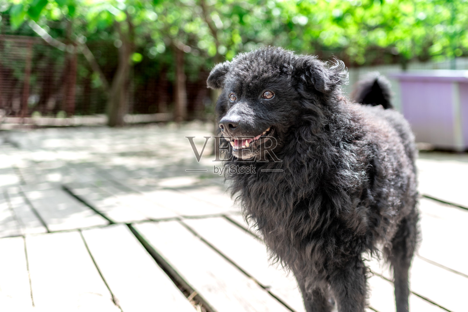 黑色被救助的牧羊犬在它的箱子里照片摄影图片