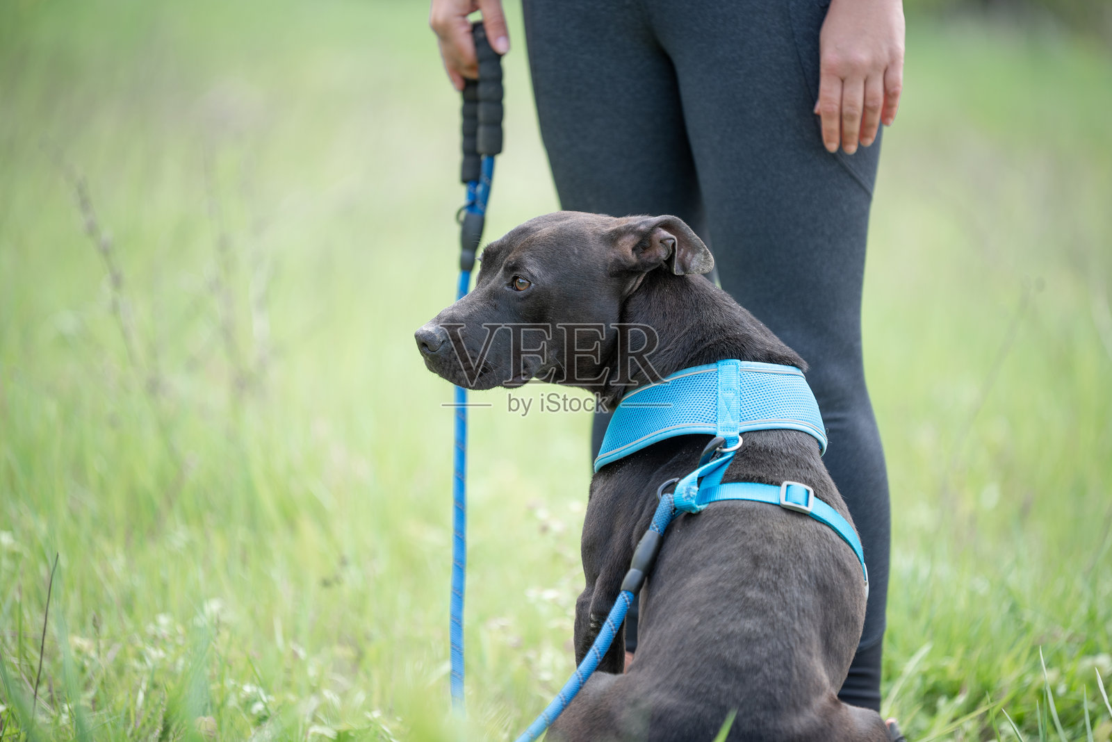 被救助的斗牛犬的服从训练照片摄影图片