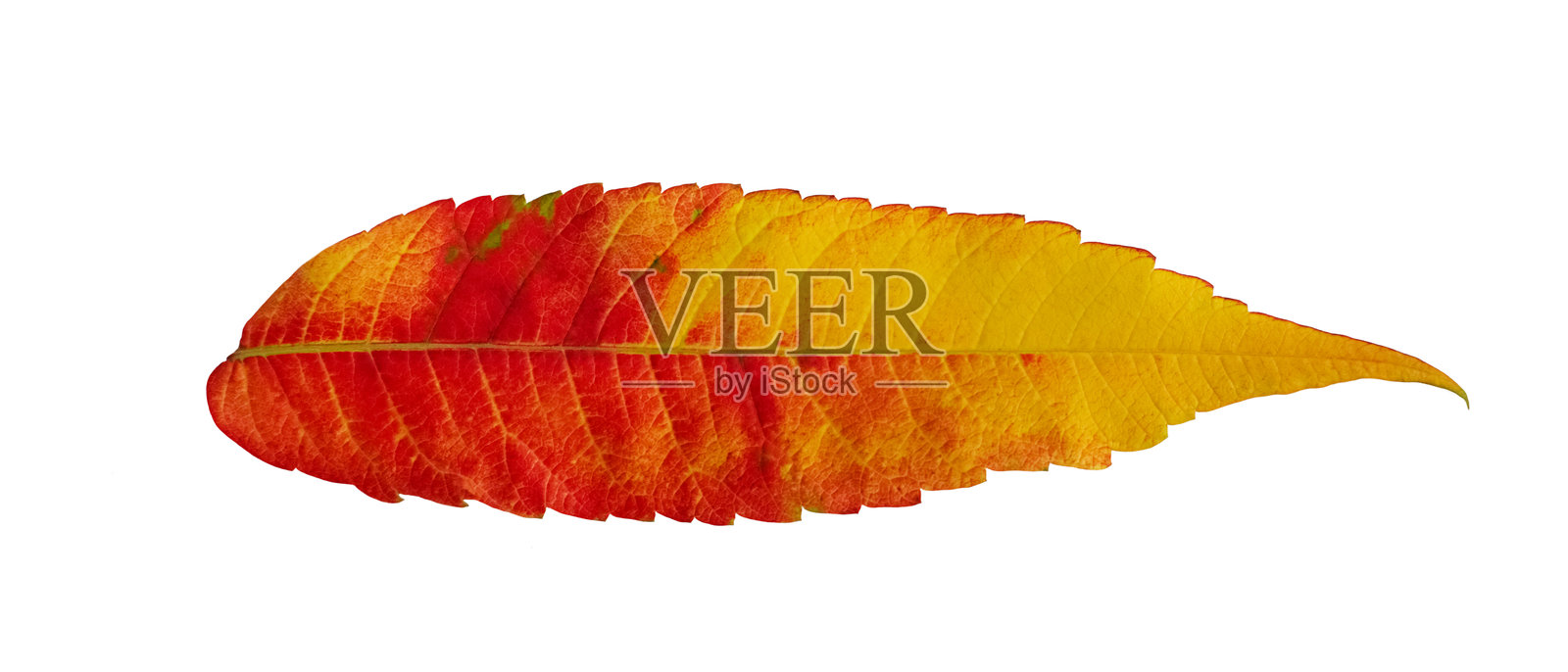 五彩斑斓的秋天叶子，孤立在白色背景上的漆树照片摄影图片