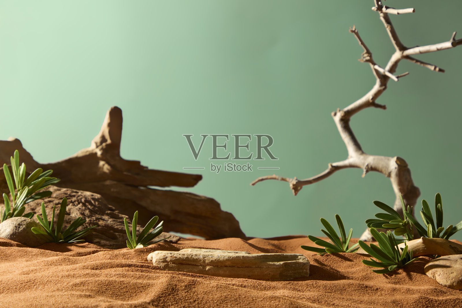 沙漠景观中到处散落着大树干。树木光秃秃的，长满了许多小树枝，树根部有野生叶子和小卵石。沙子在明亮的阳光下显得干燥。照片摄影图片