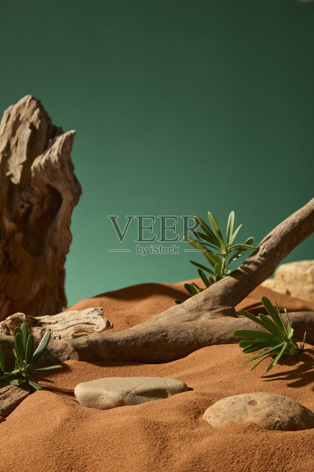 光滑树皮的棕色树枝，周围环绕着郁郁葱葱的沙漠灌木。沙子覆盖的卵石，只有表面暴露在外。裂开的树干直立如山。深绿色的背景。照片摄影图片