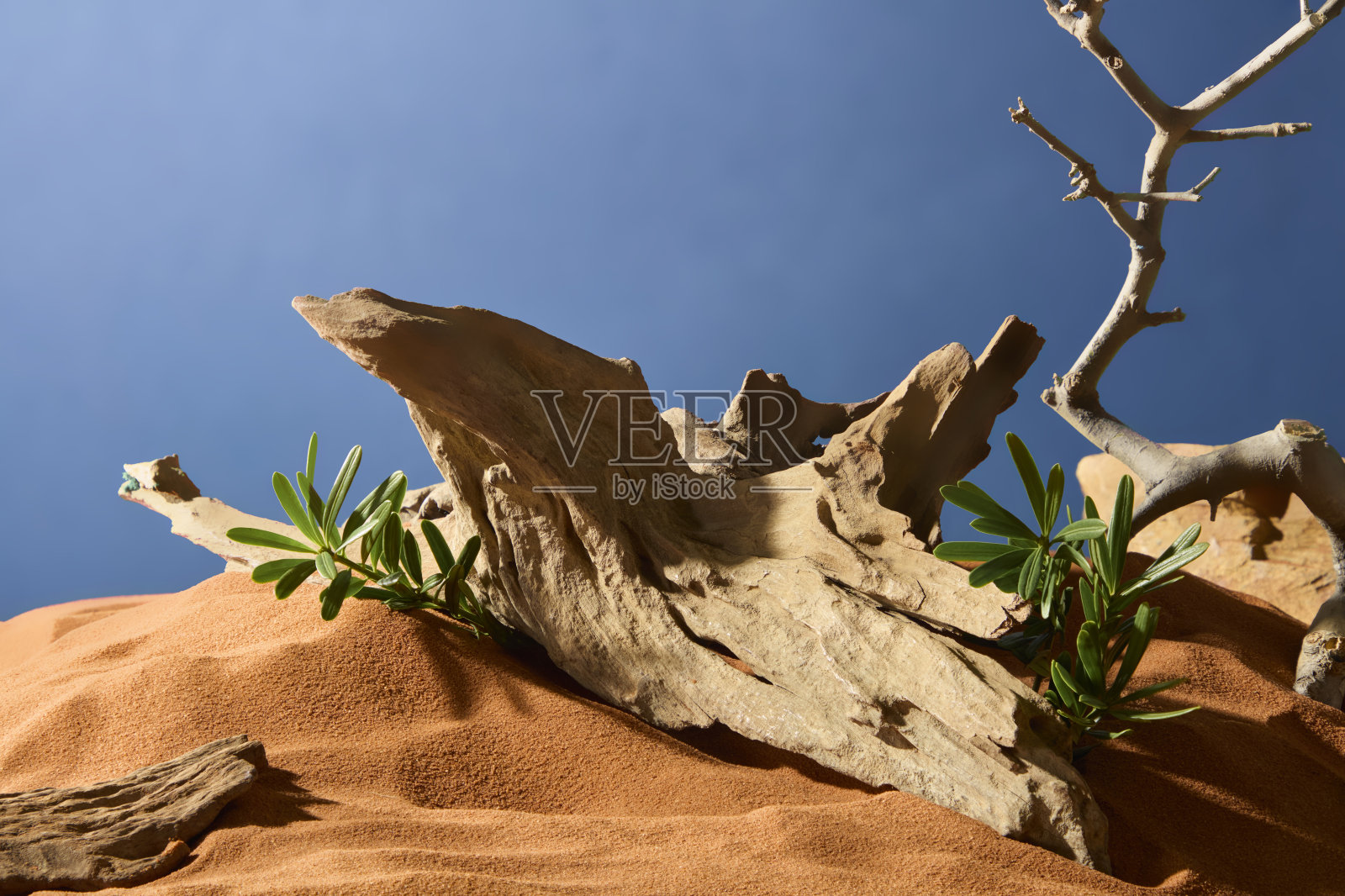 树干粗糙，边缘尖锐且粗糙，夹杂着绿色的野生枝条。沙地形成了高高的沙丘。干枯的树木呈蜿蜒形状，指向天空。照片摄影图片