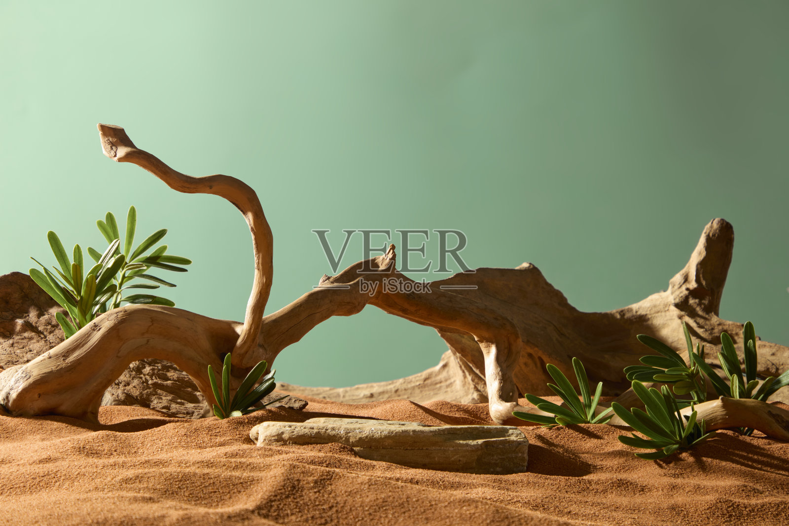 树木扭曲的枝干粗糙而扭曲。岩石部分被沙子覆盖。沙漠灌木在枯萎的树干周围生长。风吹起的沙子表面不平整。照片摄影图片