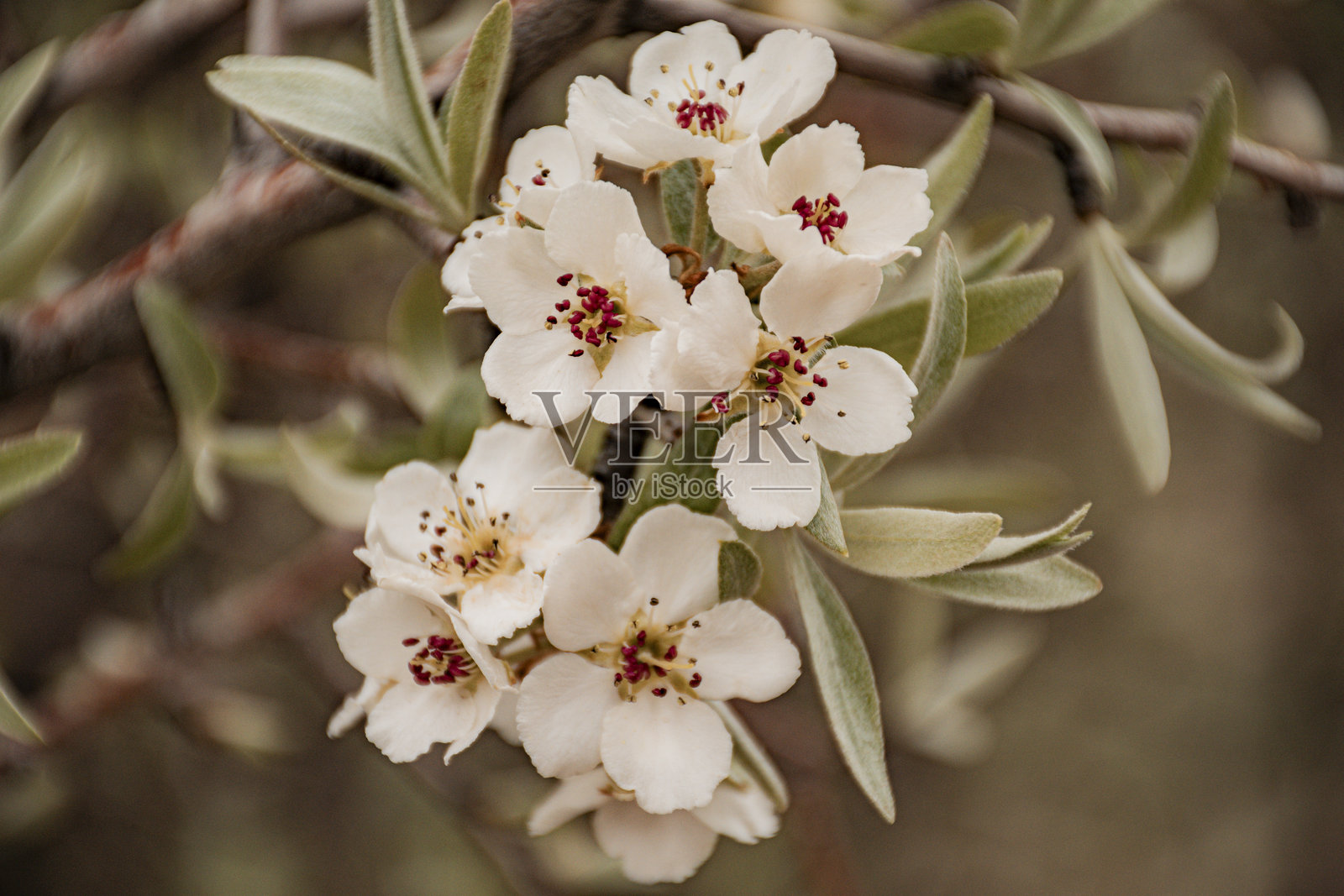 美丽的沙漠峡谷在乡村中照片摄影图片