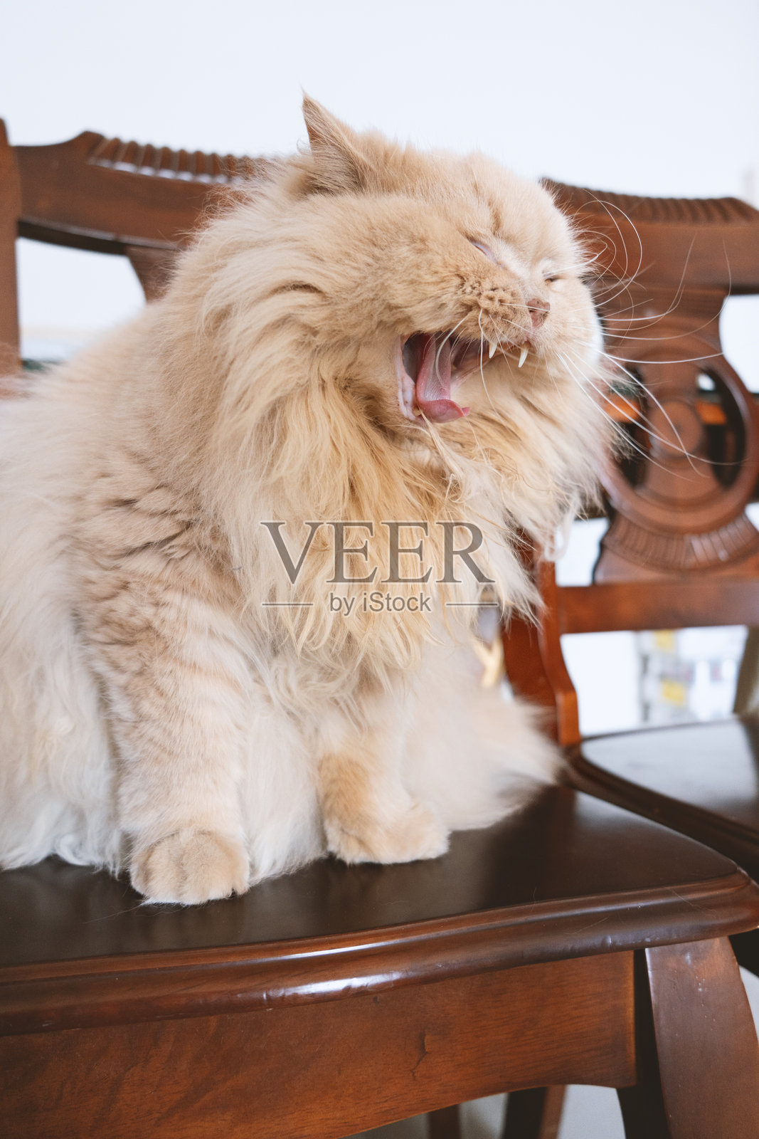 英国长毛猫躺在客厅的餐椅上，刚刚醒来，眼睛有些模糊。照片摄影图片