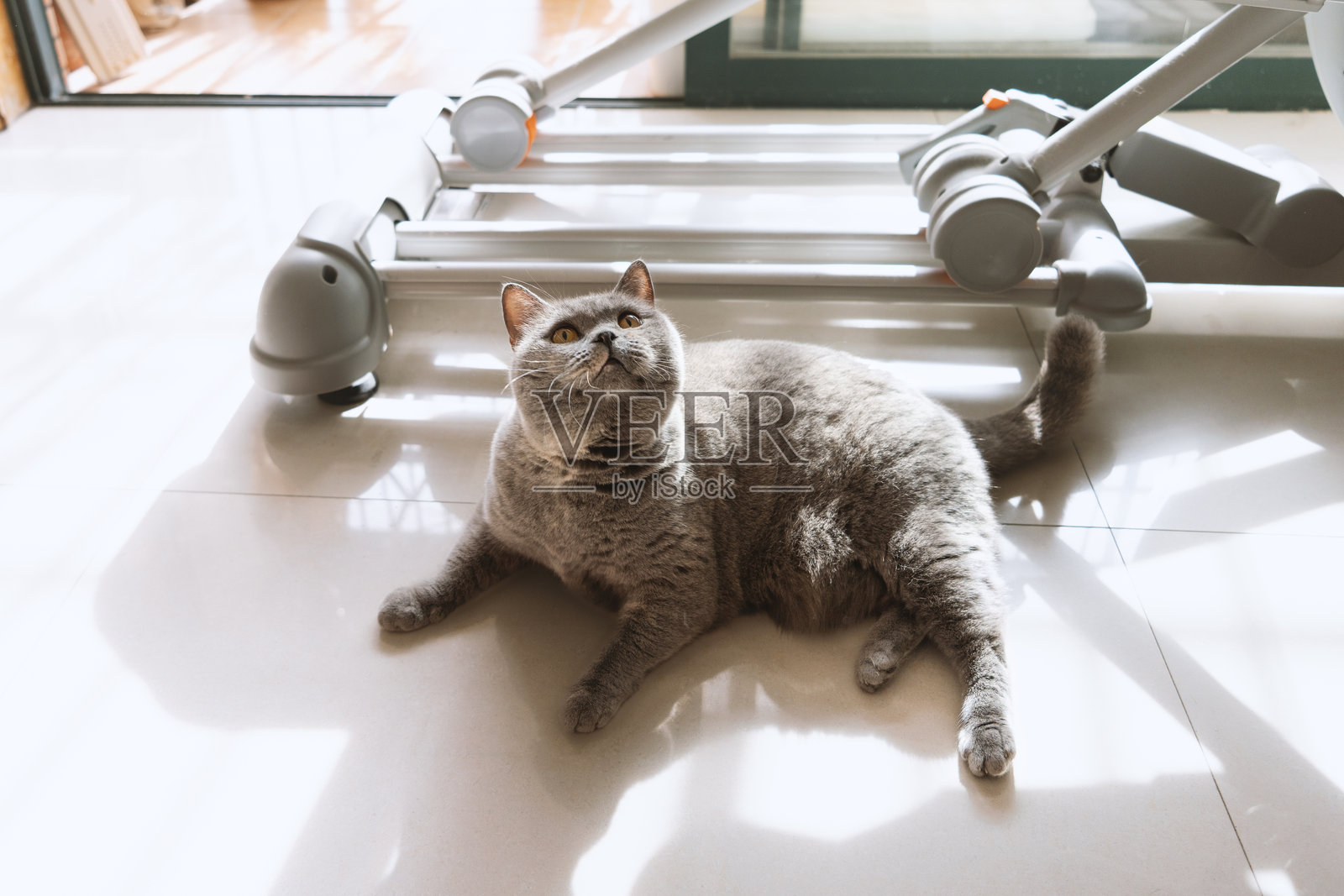 英国短毛猫好奇地向前看，阳光明媚。照片摄影图片