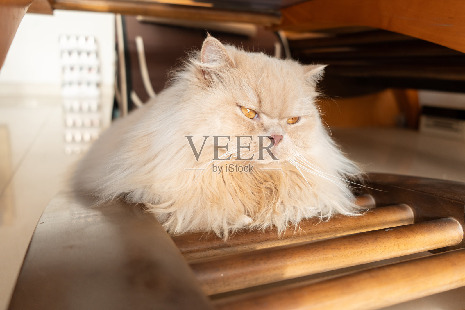 英国长毛猫在窗外欣赏傍晚的阳光照片摄影图片