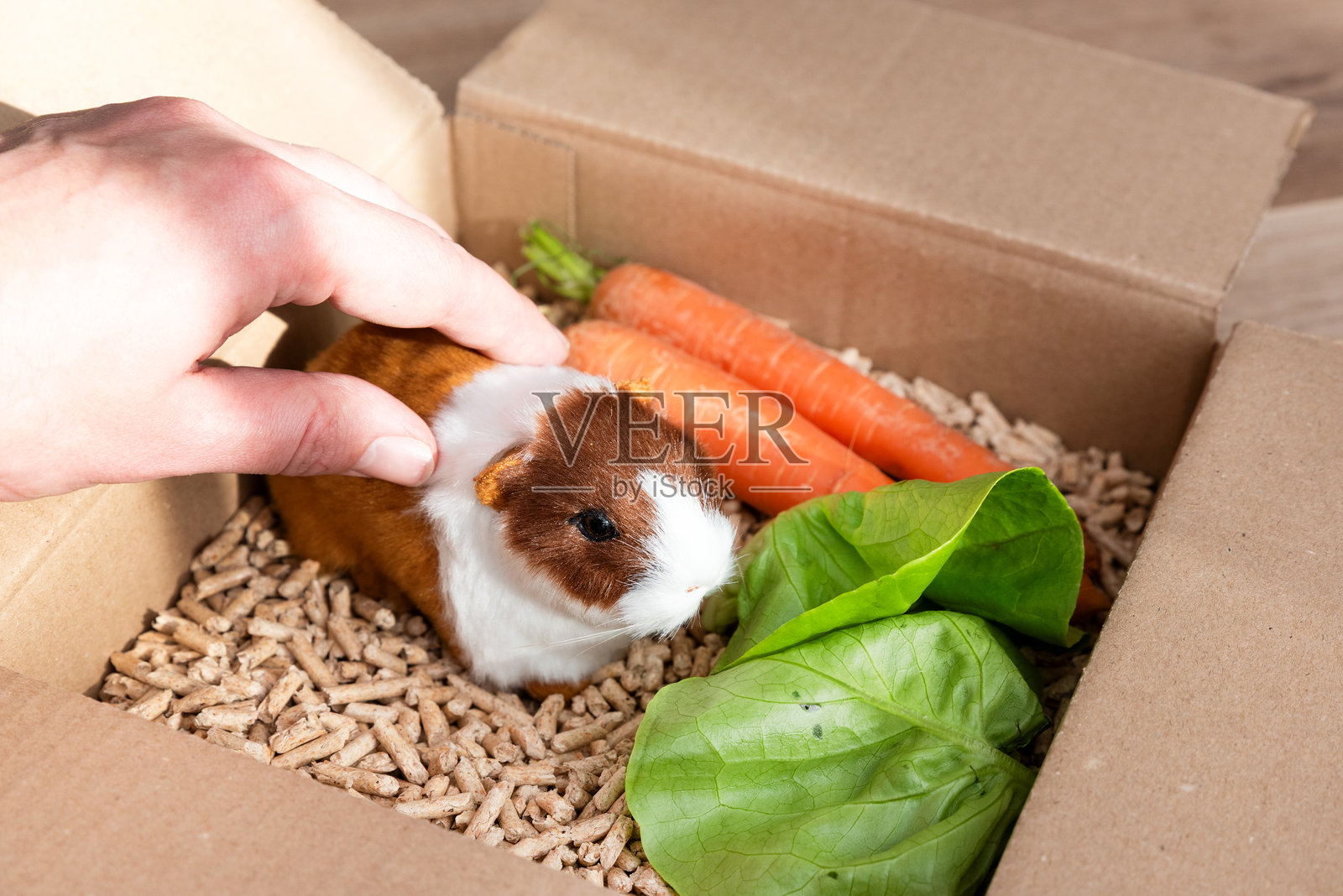 纸箱里的豚鼠，宠物动物照片摄影图片