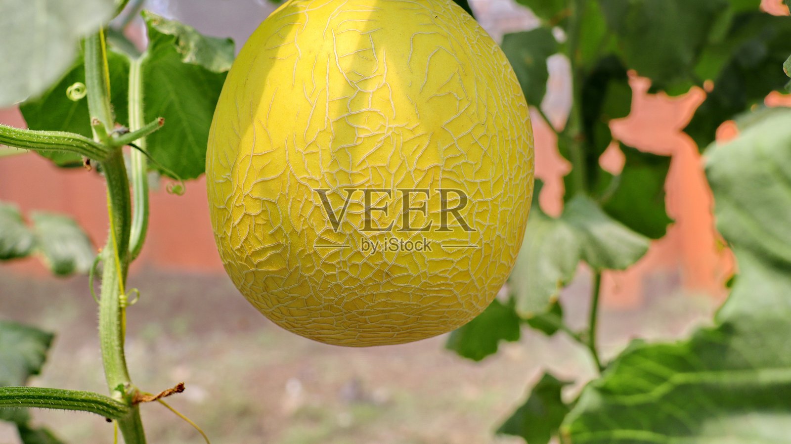 成熟的水培甜瓜照片摄影图片