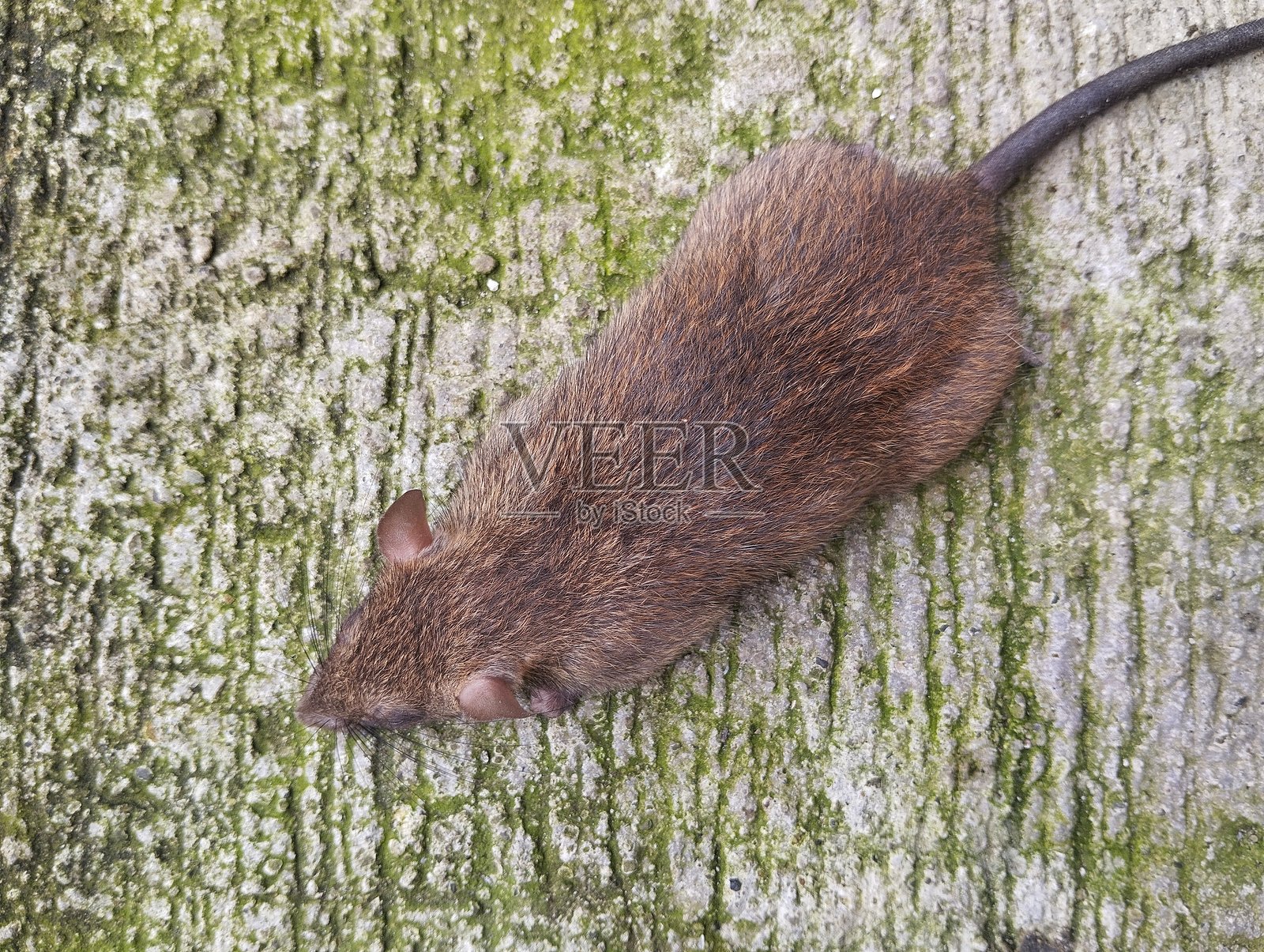 地板上的鼠标特写照片摄影图片