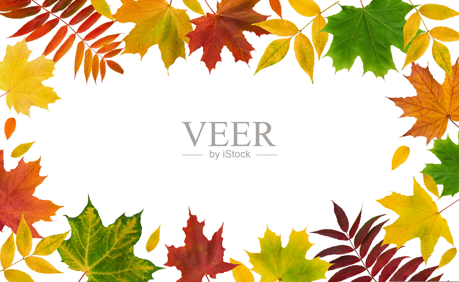 各种颜色的秋叶边框，孤立在白色背景上，带有剪切路径。从绿色到深红色的枫叶渐变。设计元素。生动的秋季树叶彩色花环。照片摄影图片