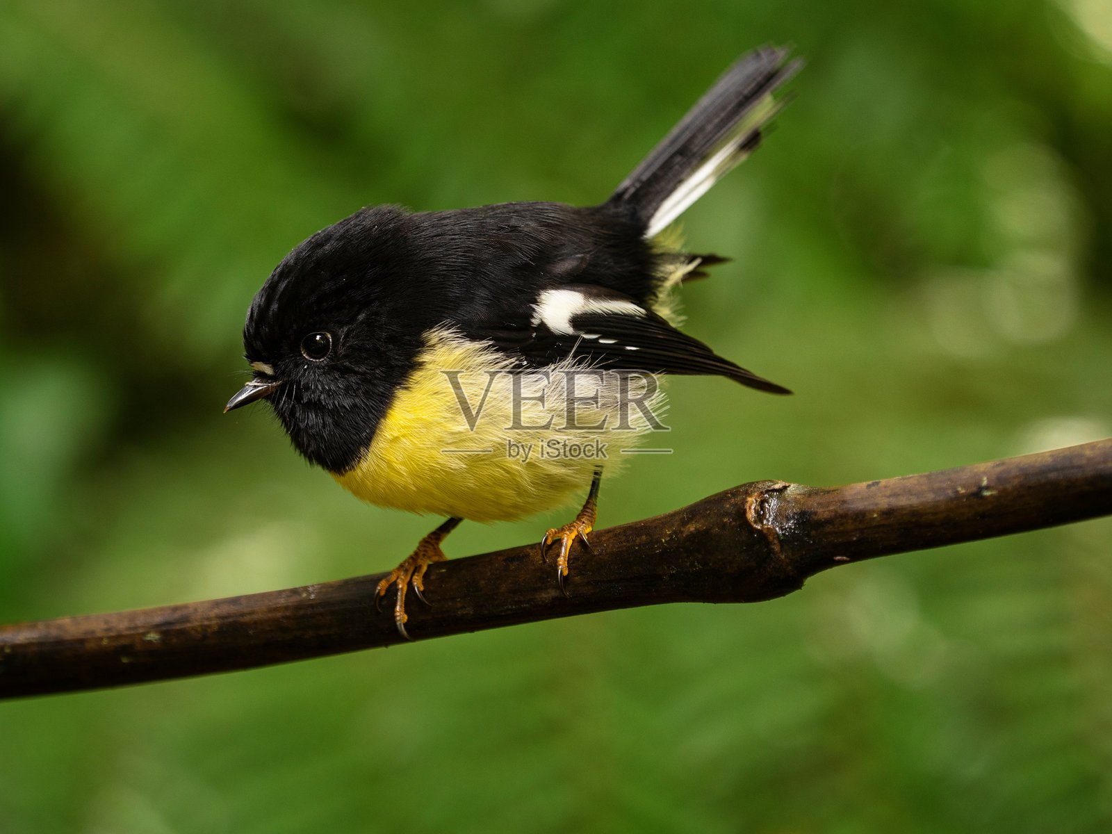 南岛新西兰一只黑色、黄色和白色的黄头雀（Petroica macrocephala）坐在树枝上的特写细节虚化肖像照片摄影图片