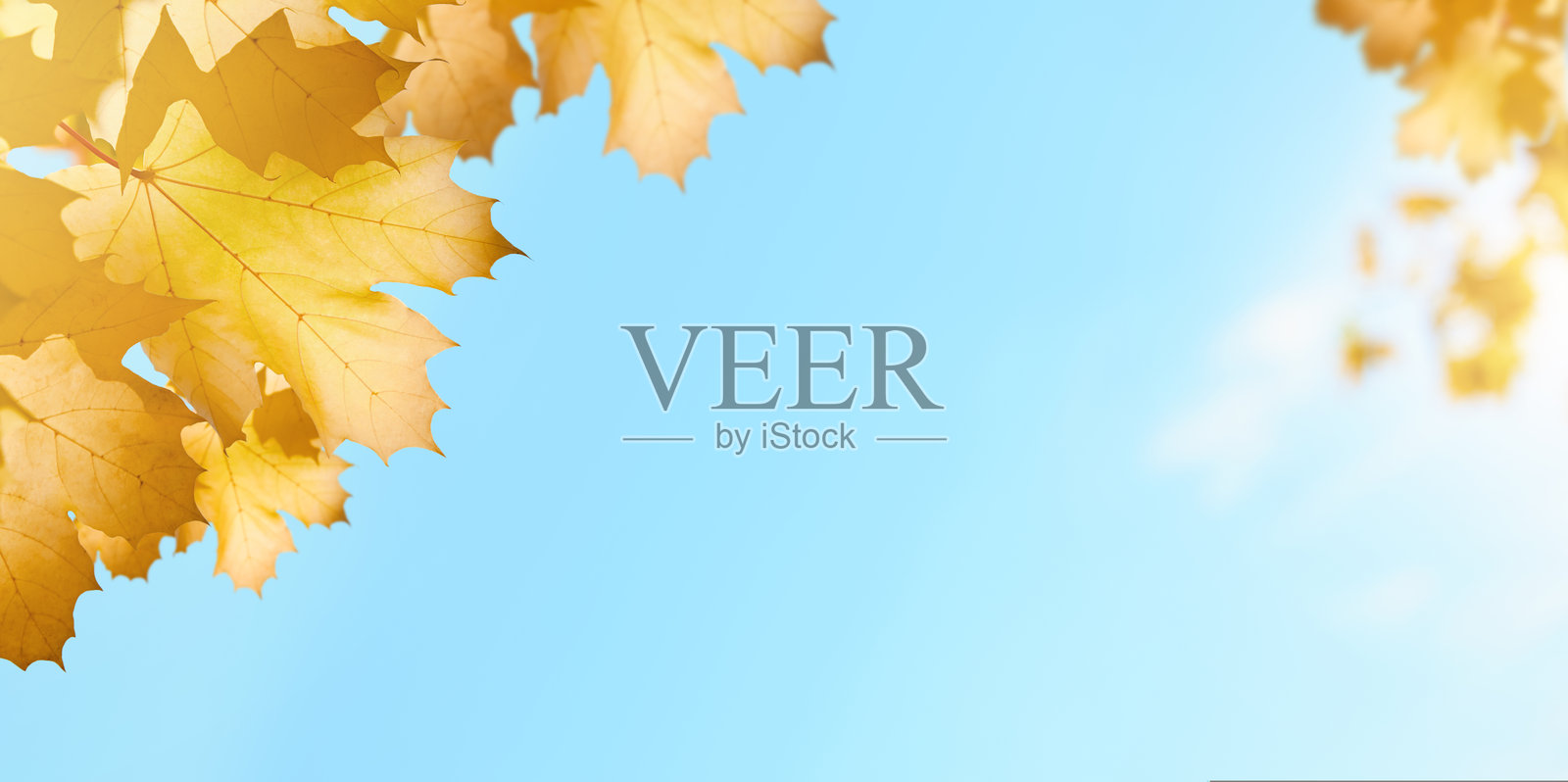 美丽的秋季自然背景。黄色的枫叶映衬在蓝色阳光明媚的天空下，光线和散景点缀着秋季公园。阳光明媚的日子里，秋叶的边框。照片摄影图片