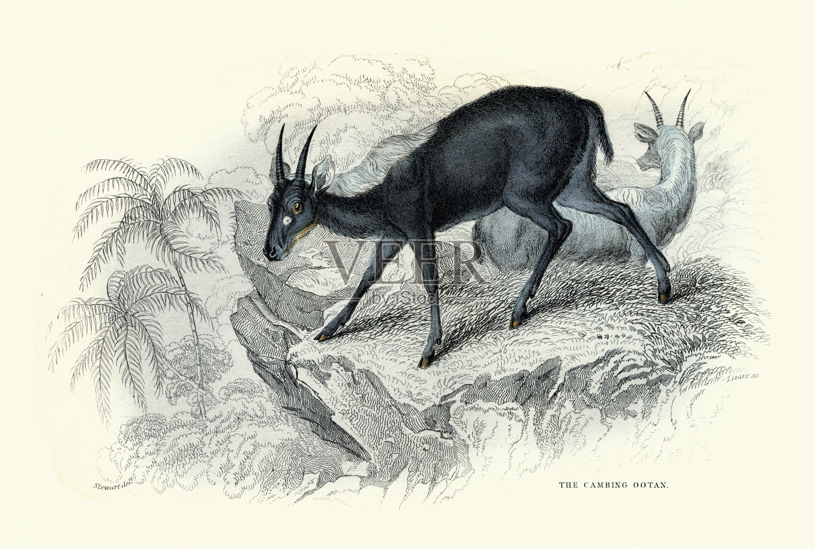 坎宾戈坦，苏门答腊羚羊，苏门答腊羚羊，野生山羊，野生动物，艺术印刷，复古插图插画图片素材
