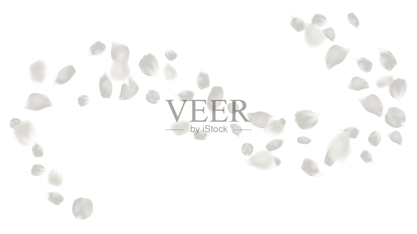 浅灰色玫瑰花瓣飞舞旋转，独立元素，贺卡装饰插画图片素材