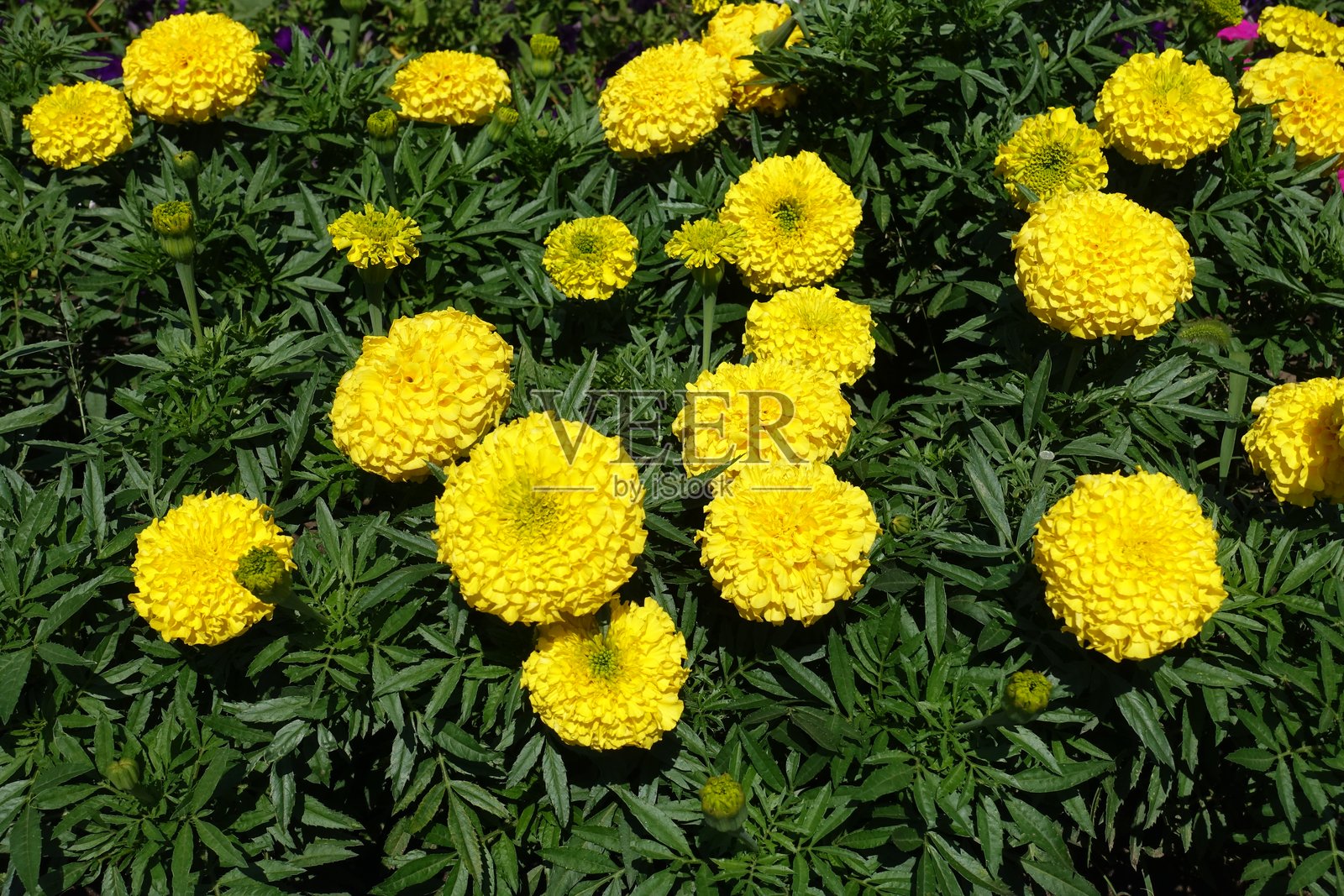 七月的万寿菊绿叶与黄花照片摄影图片