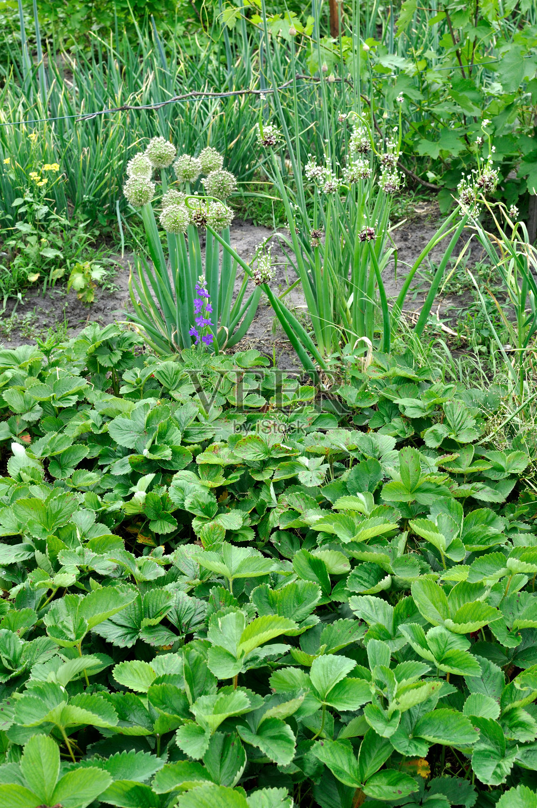 蔬菜花园照片摄影图片