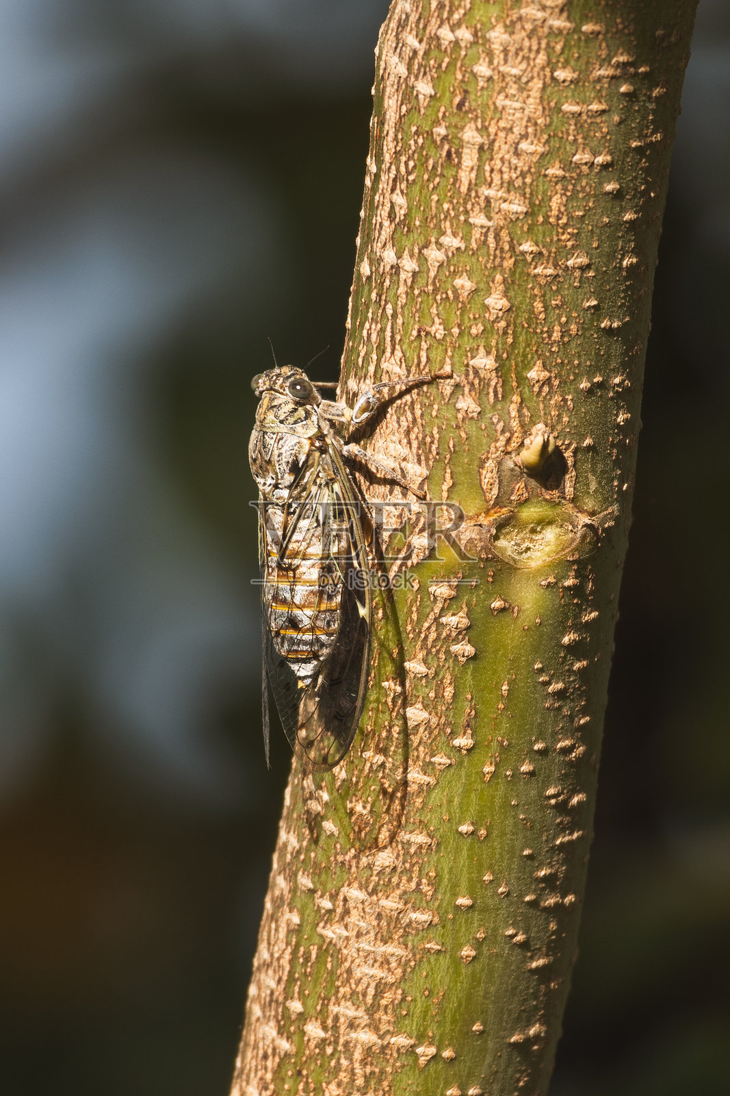特写镜头展示了一只蝉紧紧依附在有纹理的树干上。它复杂的翅膀和身体花纹在光线下清晰可见。照片摄影图片