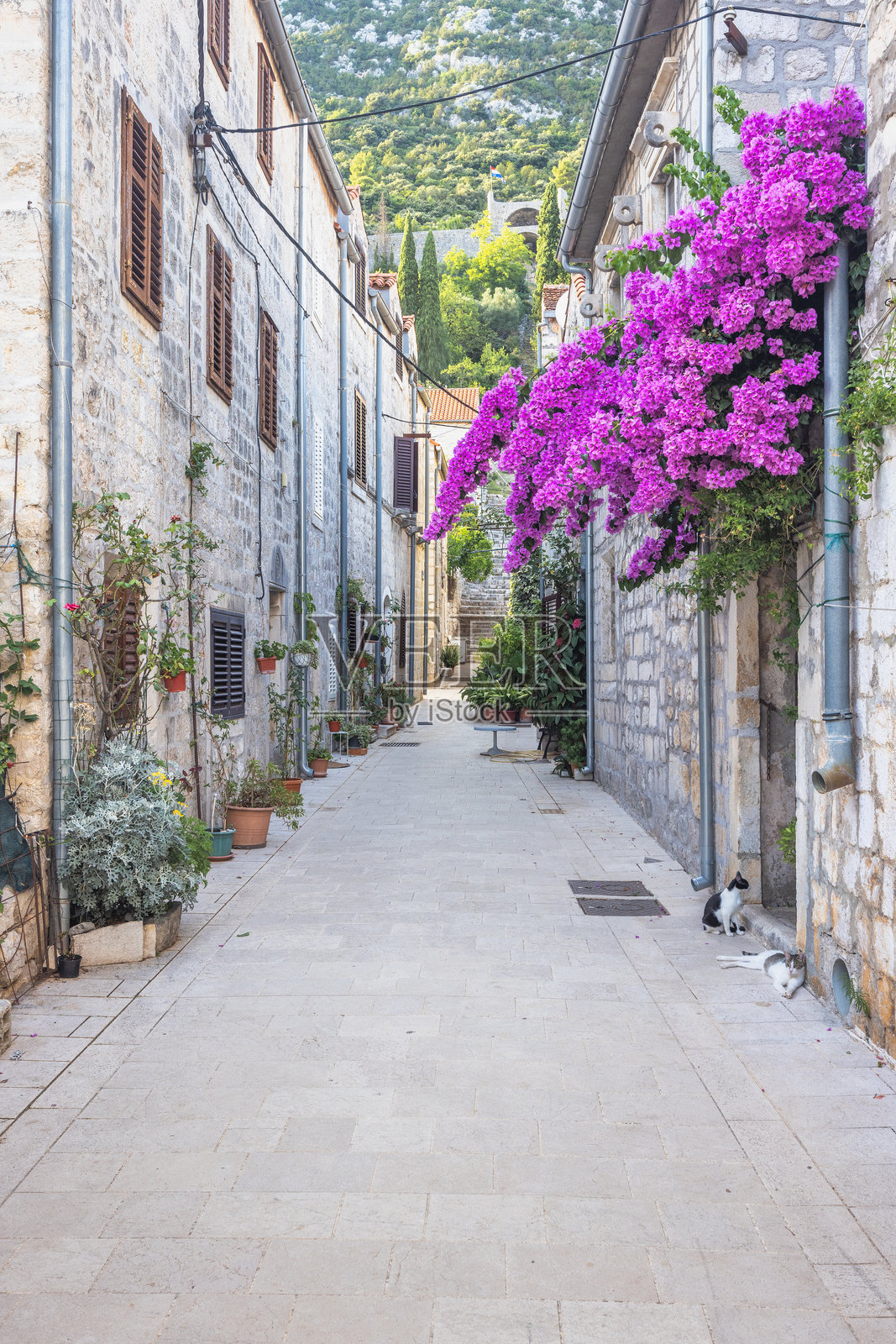 克罗地亚佩尔耶萨克半岛上的历史名镇斯通。迷人的欧洲街道，石砌建筑，鲜艳的紫色九重葛，以及懒洋洋晒太阳的猫咪。照片摄影图片