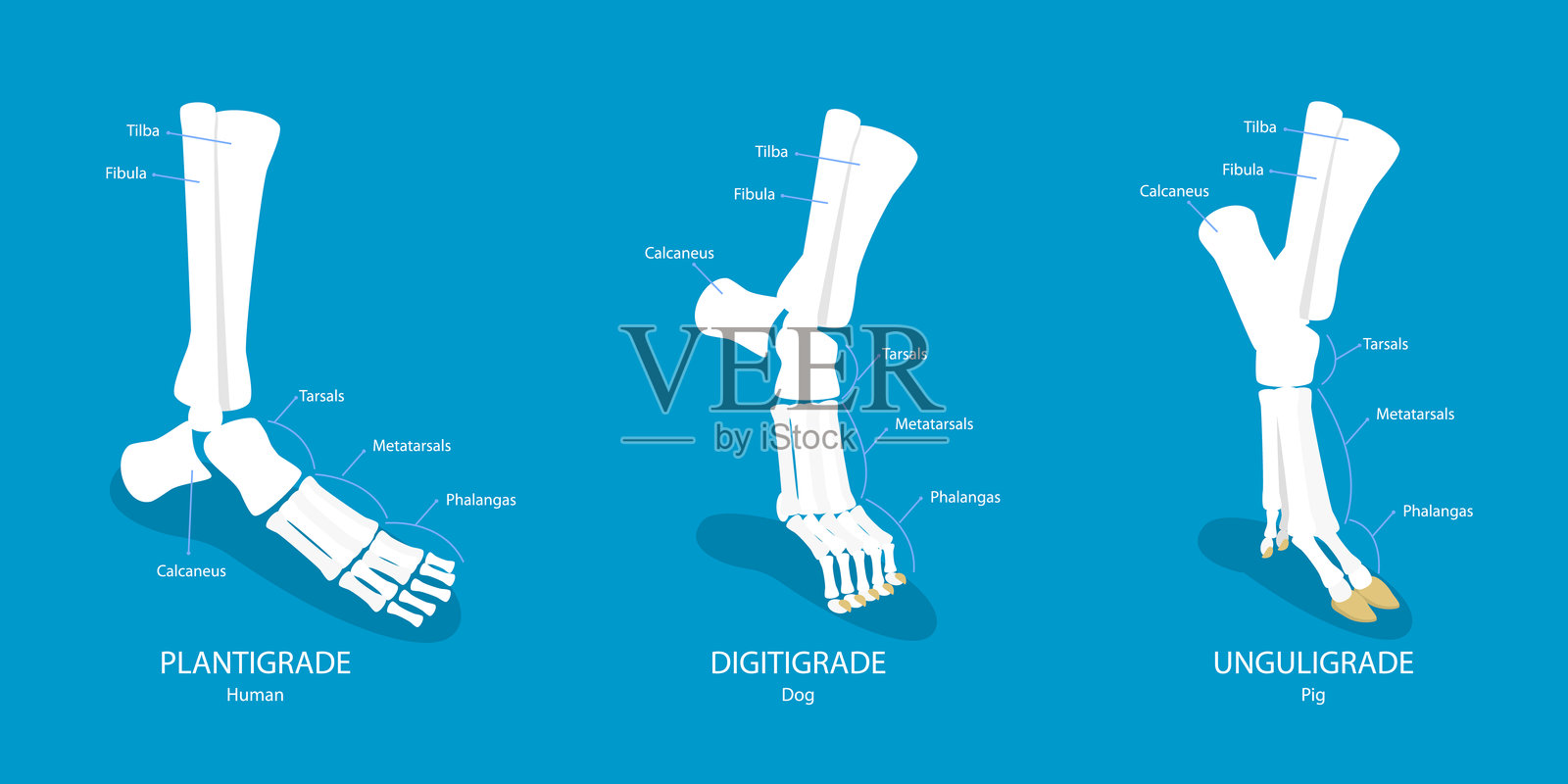 植物行走方式的比较：平足行走、趾行走和蹄行走的3D等距平面矢量插图插画图片素材