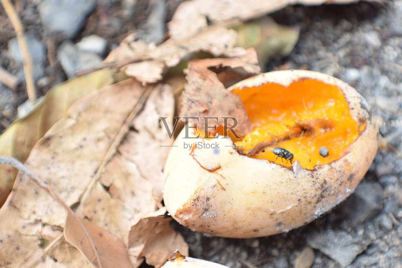 咬照片摄影图片