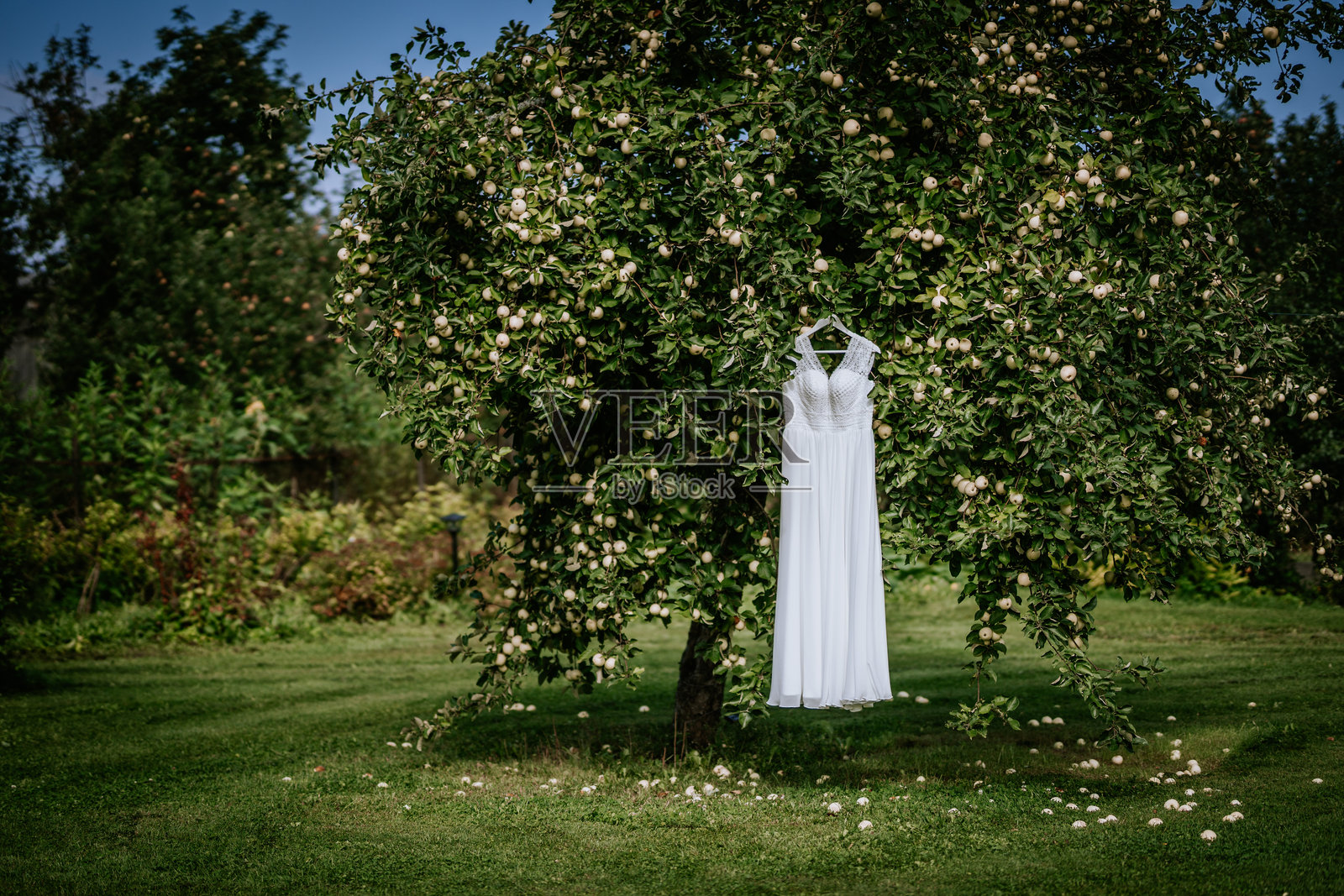 白色婚纱挂在户外的苹果树上，周围是宁静的绿色花园，背景是自然的乡村风景和柔和的阳光。照片摄影图片