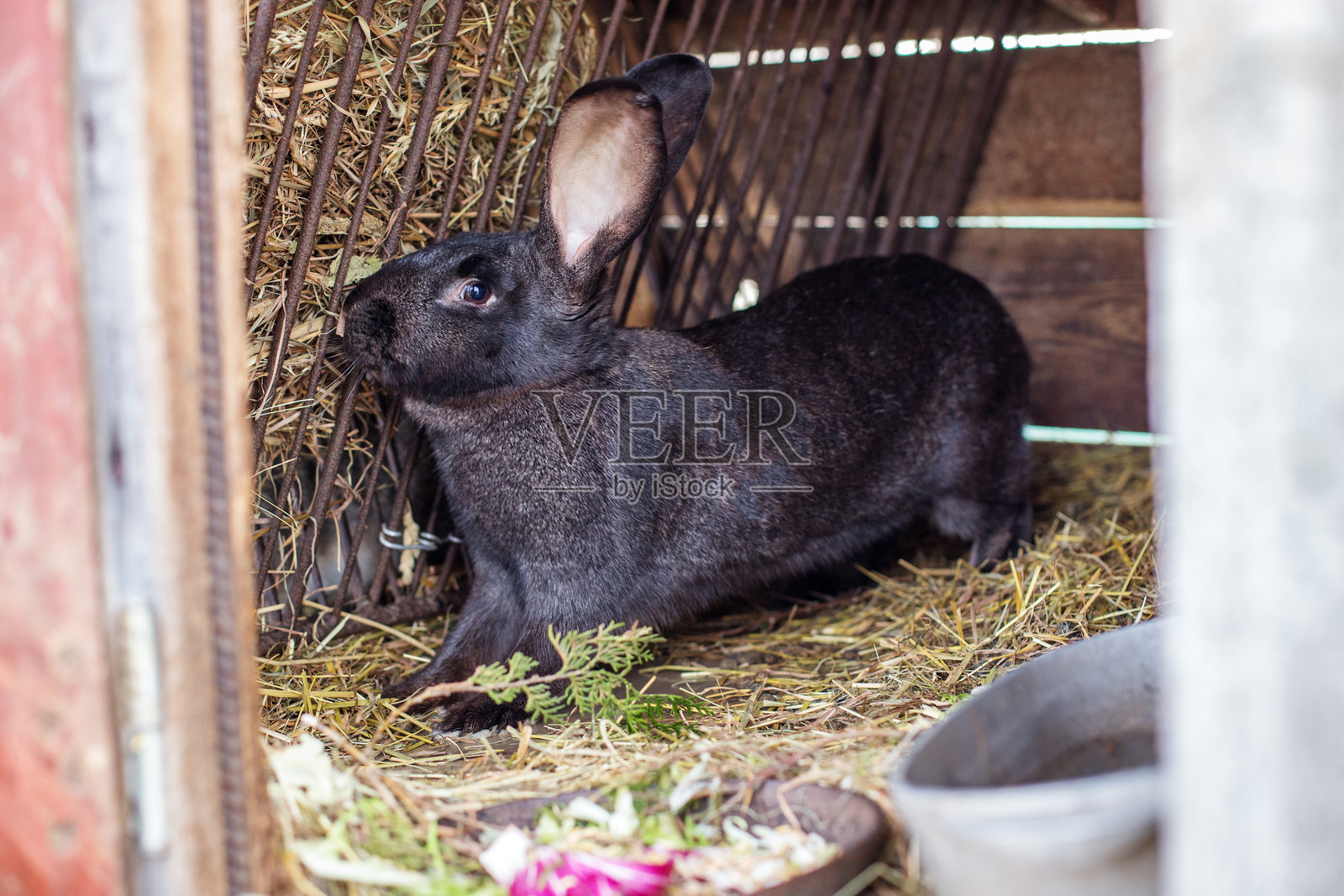 木箱里的黑兔子坐在稻草上。参观农场照片摄影图片